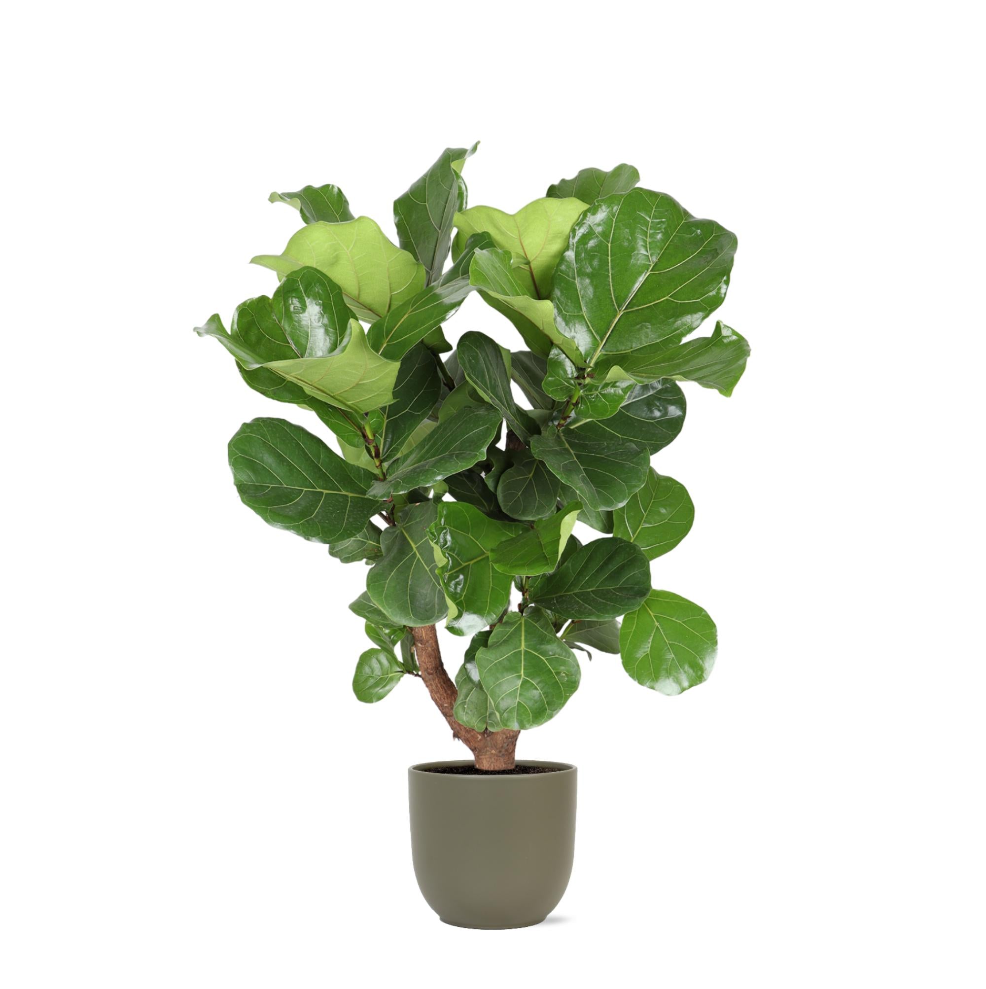 Geigenfeige - Ficus Lyrata Ø27cm ↕130cm in Boule Topf olive