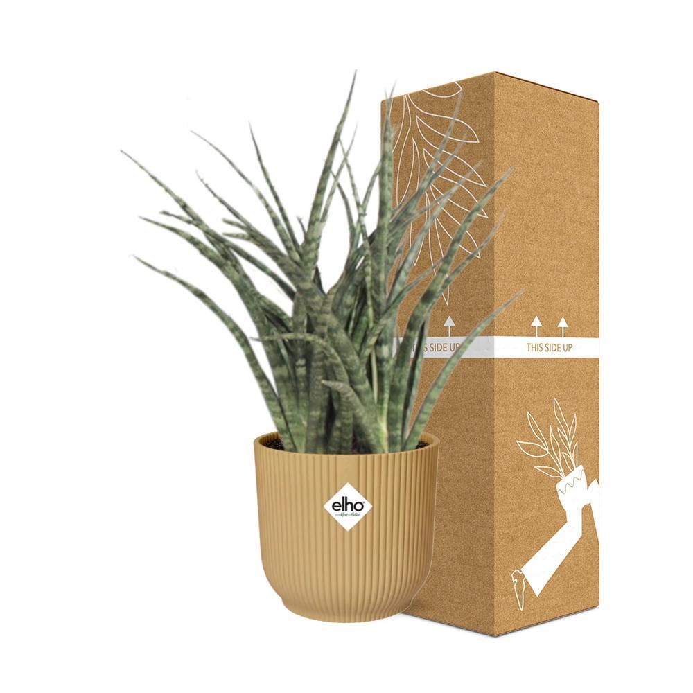 Schwiegermutterzunge - Sansevieria Fernwood Punk in ELHO Vibes Fold 14cm geel Topf gelb