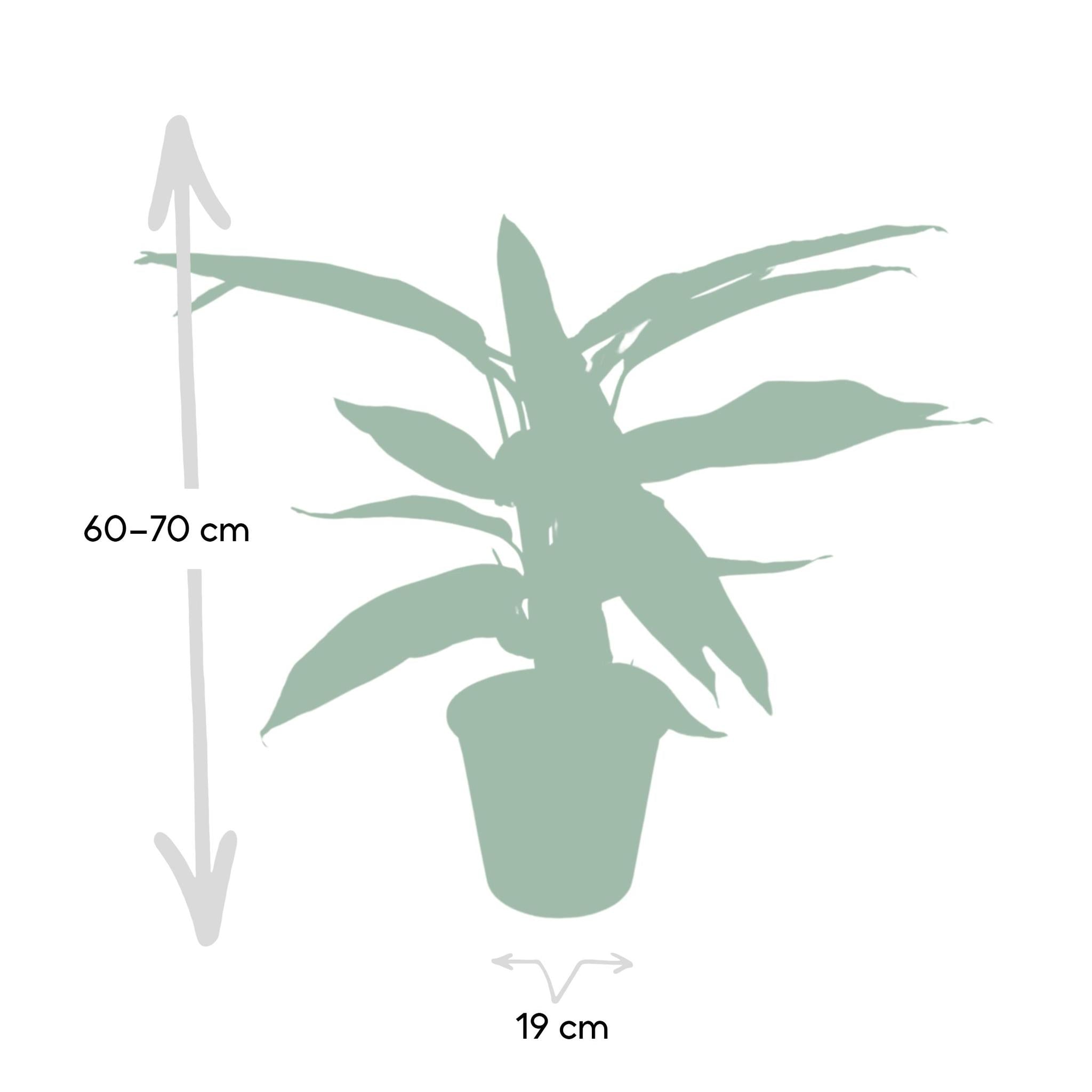 Pfauenpflanze - Calathea Triostar - 70cm - Ø19