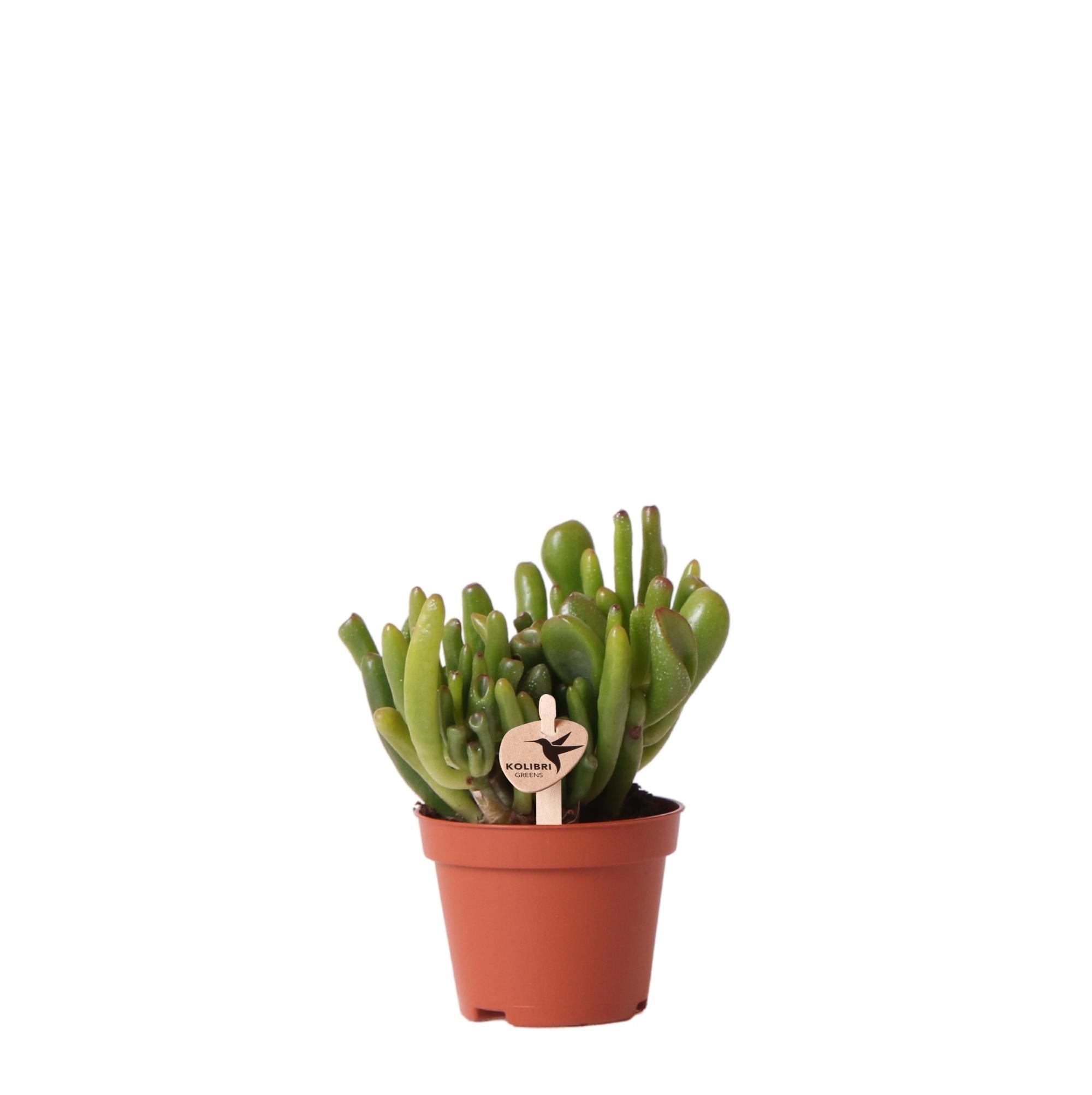 Gummibaum -Crassula Hobbit - Jadepflanze - Ø6cm -