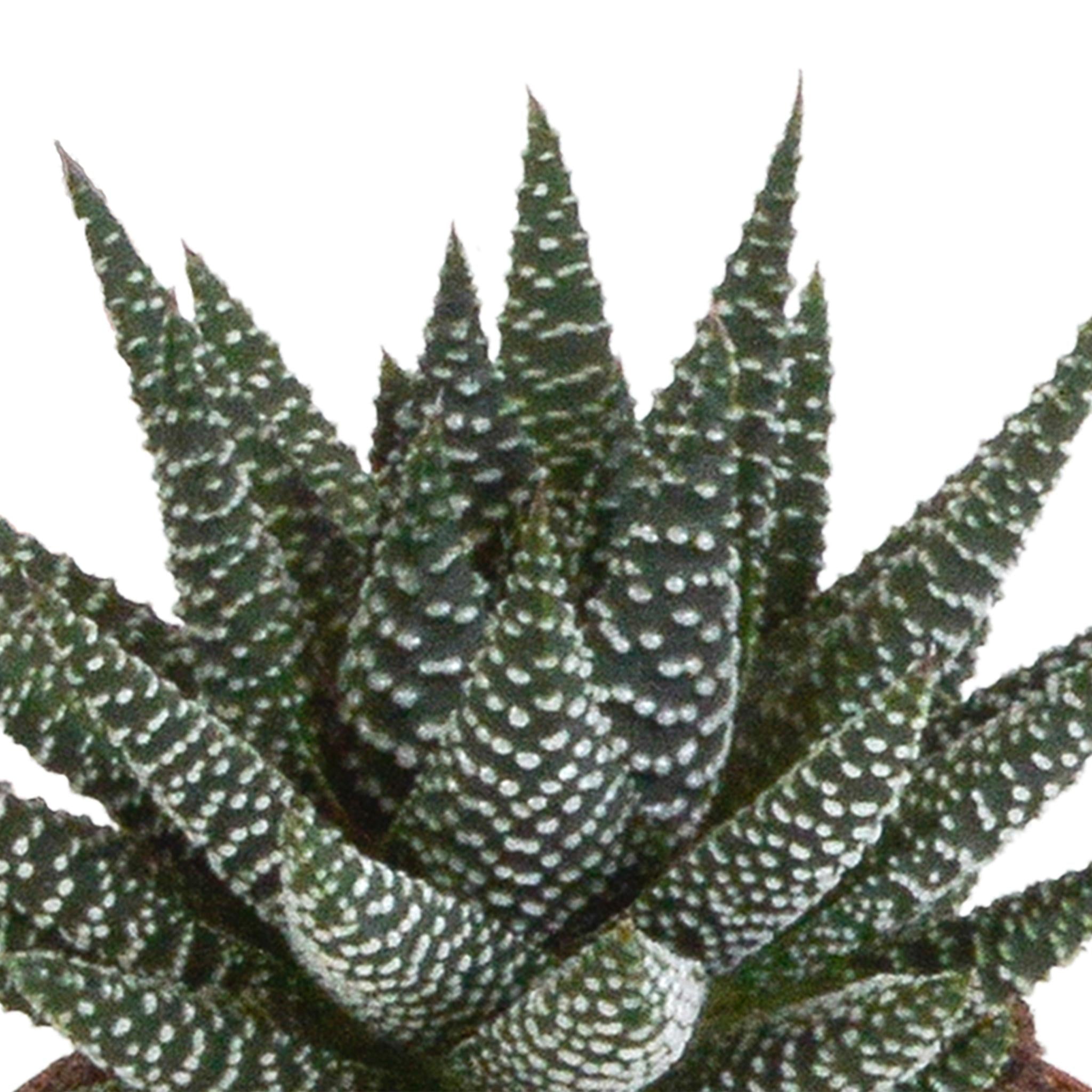 Pflanzen Mix - Gasteria/Haworthia-Mischung 8,5cm - im weißen Topf   3 Stück