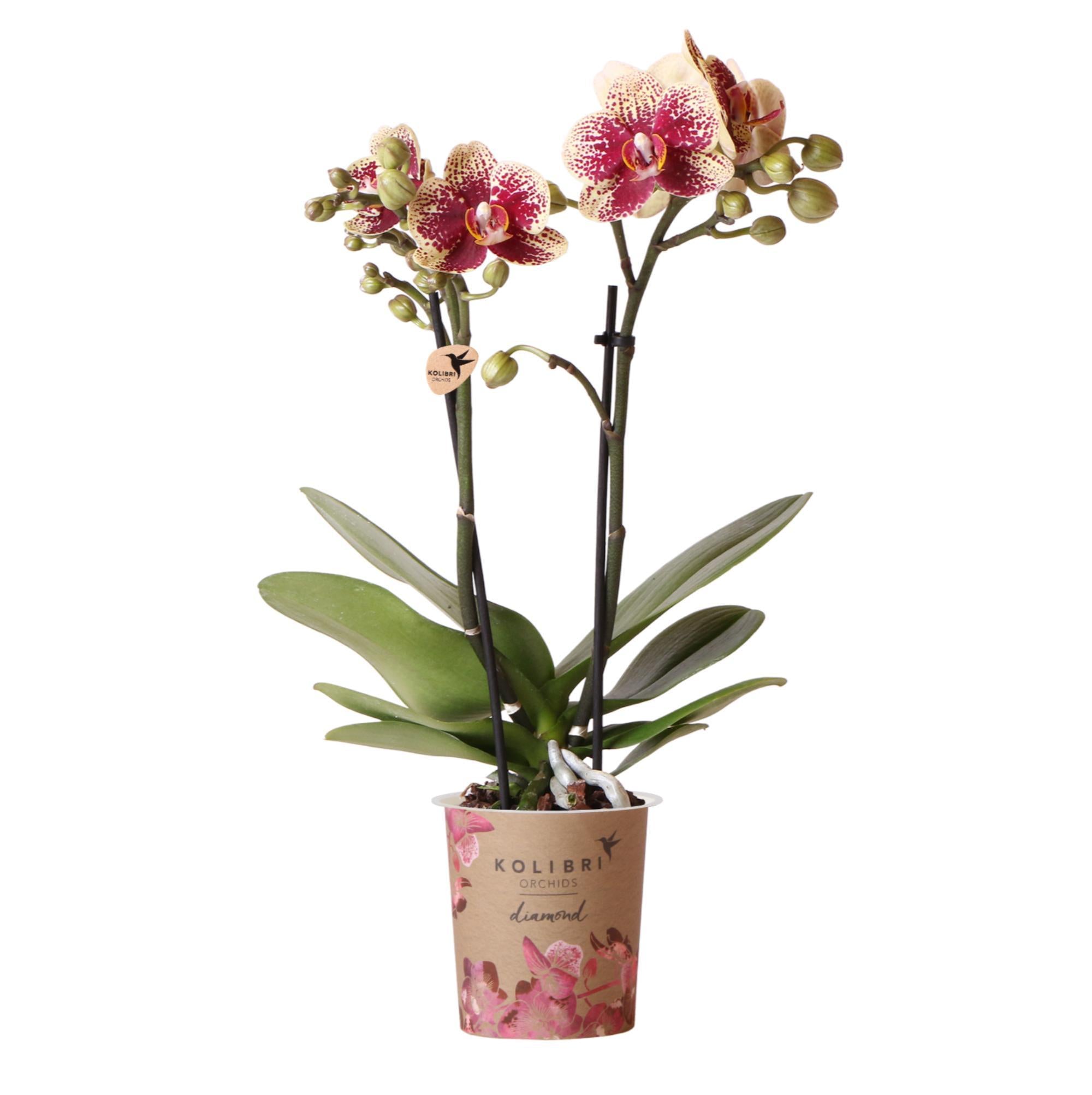 Orchidee Gelbe rote Phalaenopsis-Orchidee - Spanien - Topfgröße Ø9cm | blühende Zimmerpflanze - frisch vom Züchter