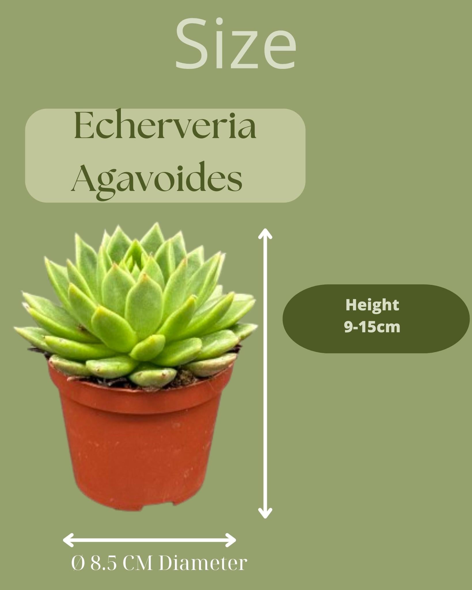 Sukkulenten Set - Echeveria Agavoides - 8.5cm Ø - 9-14cm - im Zink Topf   3 Stück