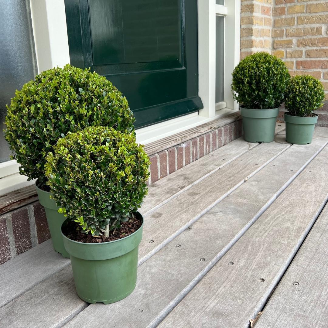 Japanische Stechpalme Ilex crenata  20 cm Ø Durchmesser   2 Stück