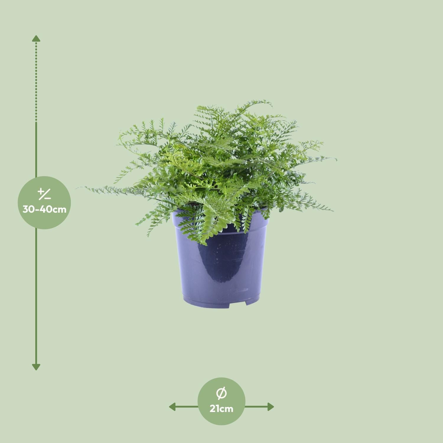 Vogelnestfarn -  Asplenium Parvati - Ø21cm - ↕40cm