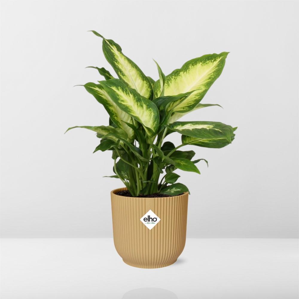 Dieffenbachia ‘Camilla’ in ELHO Vibes Fold 14cm Topf Gelb