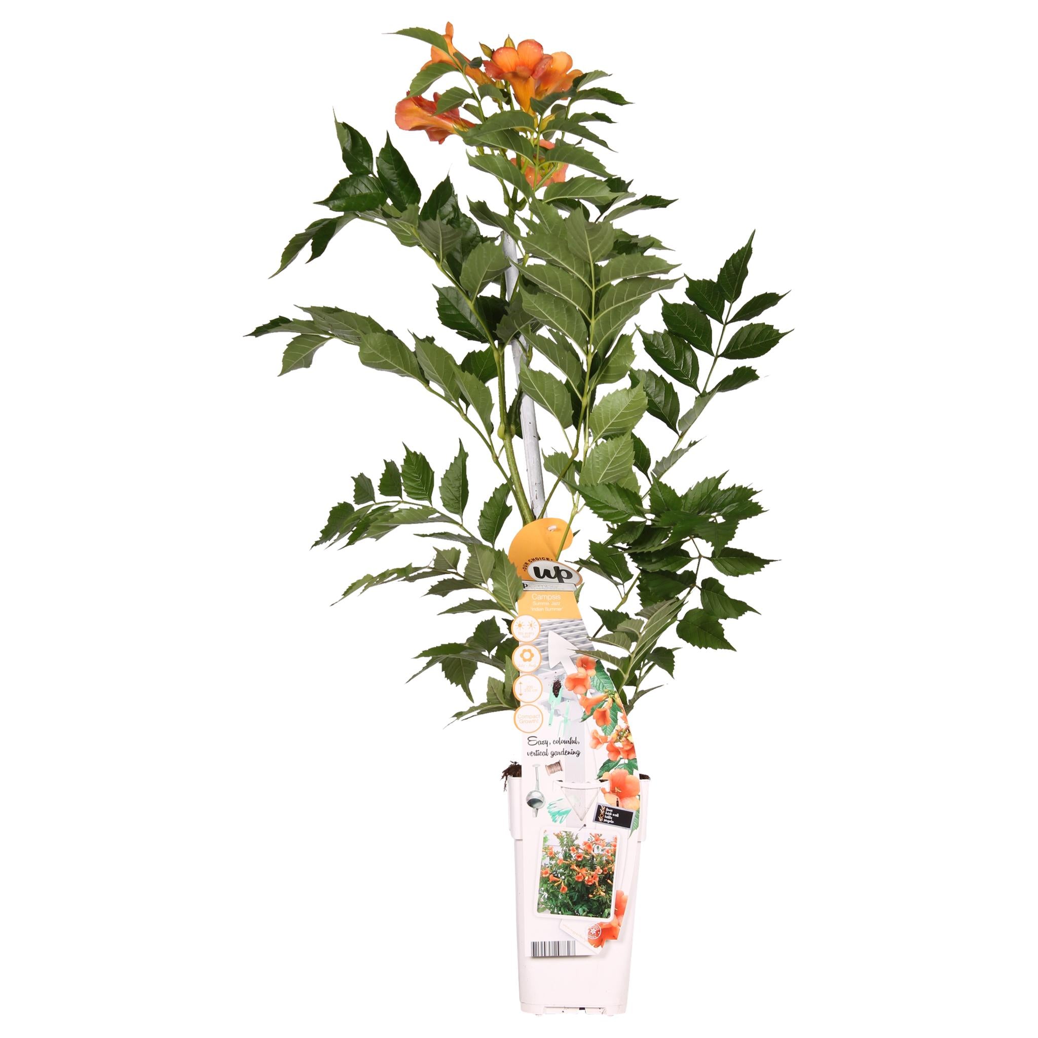 Trompetenblume Campsis Indian Summer - orange - Ø15 - ↨65cm