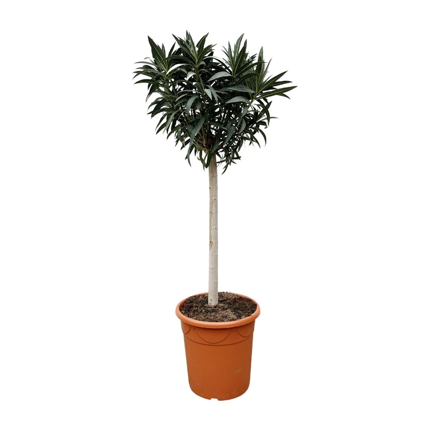 Oleander - Nerium Oleander auf Stiel mit weißer Blüte – 110 cm – Ø22