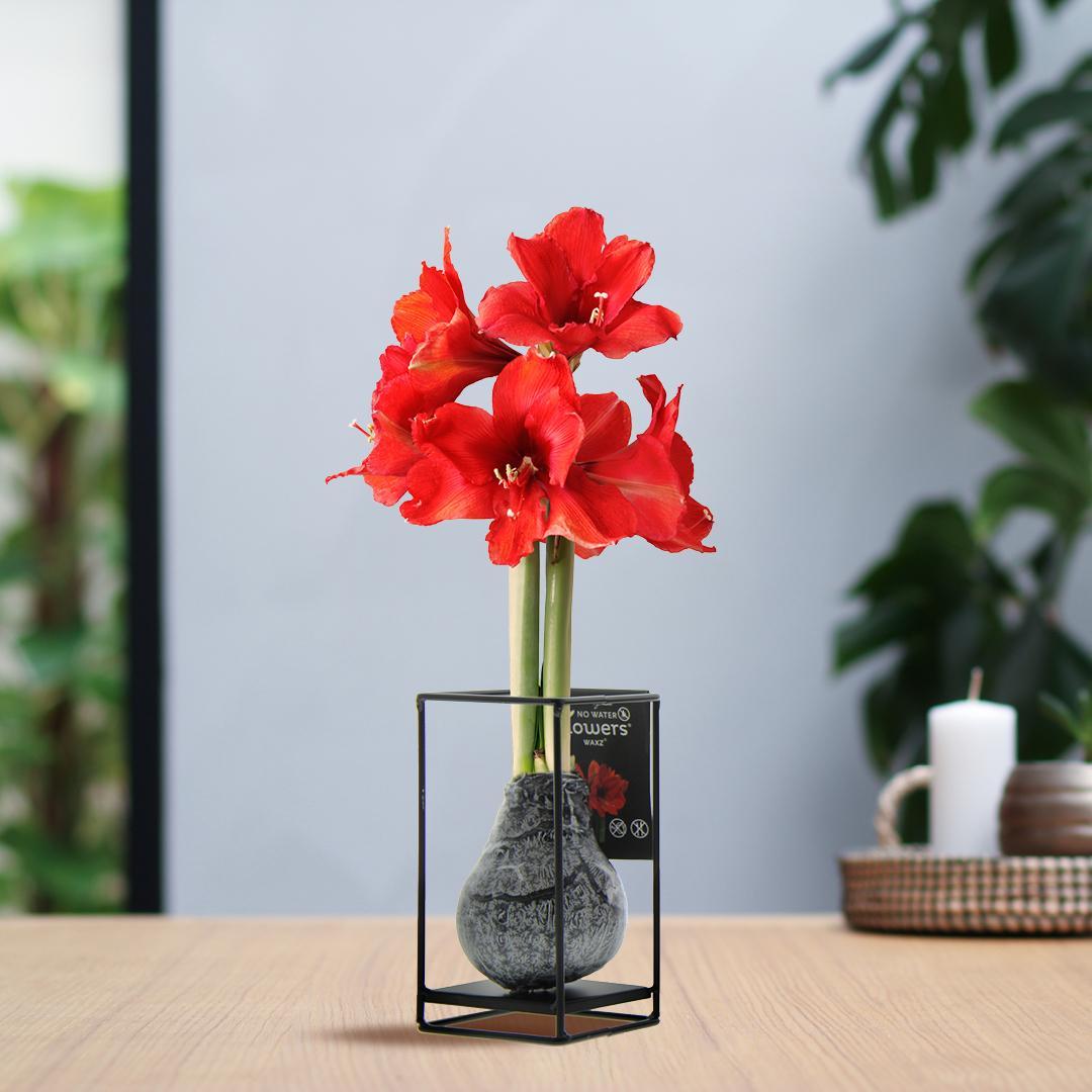 No Water Flowers® (wax amaryllis) | Formz Industrial - Black + Red flower