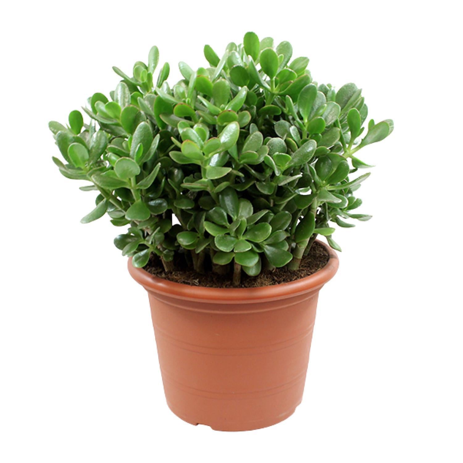 Gummibaum -Crassula Ovata - Geldbaum, Jadepflanze, Glückspflanze - Ø30cm - ↕50cm