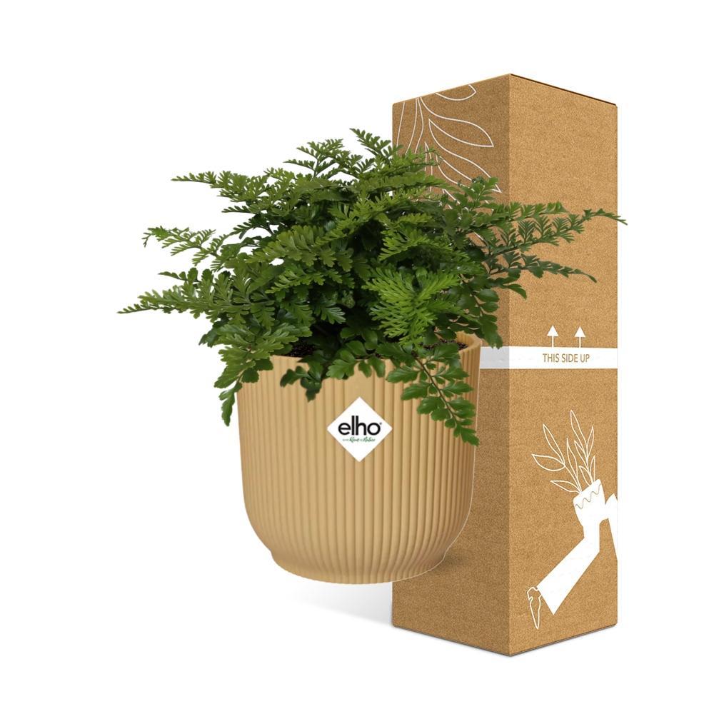 Vogelnestfarn - Asplenium Parvati in ELHO Vibes Fold 14cm Topf gelb