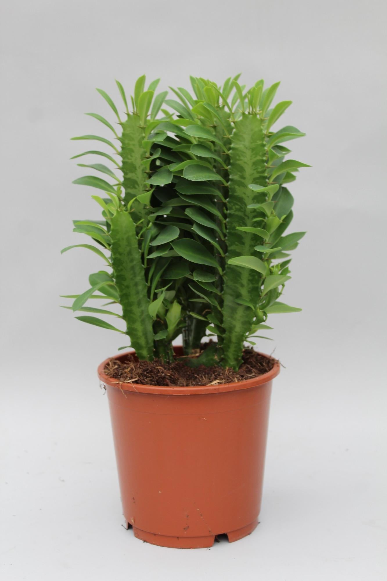 Wolfsmilch Euphorbia Trigona - Ø12cm - ↕40cm