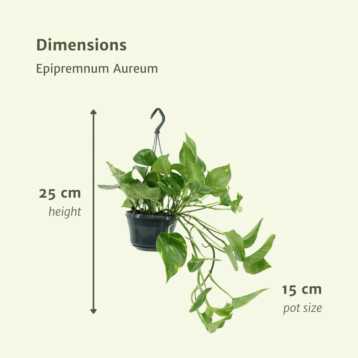 Efeutute Set - Epipremnum Aureum - Scindapsus - 25cm - ø15   2 Stück