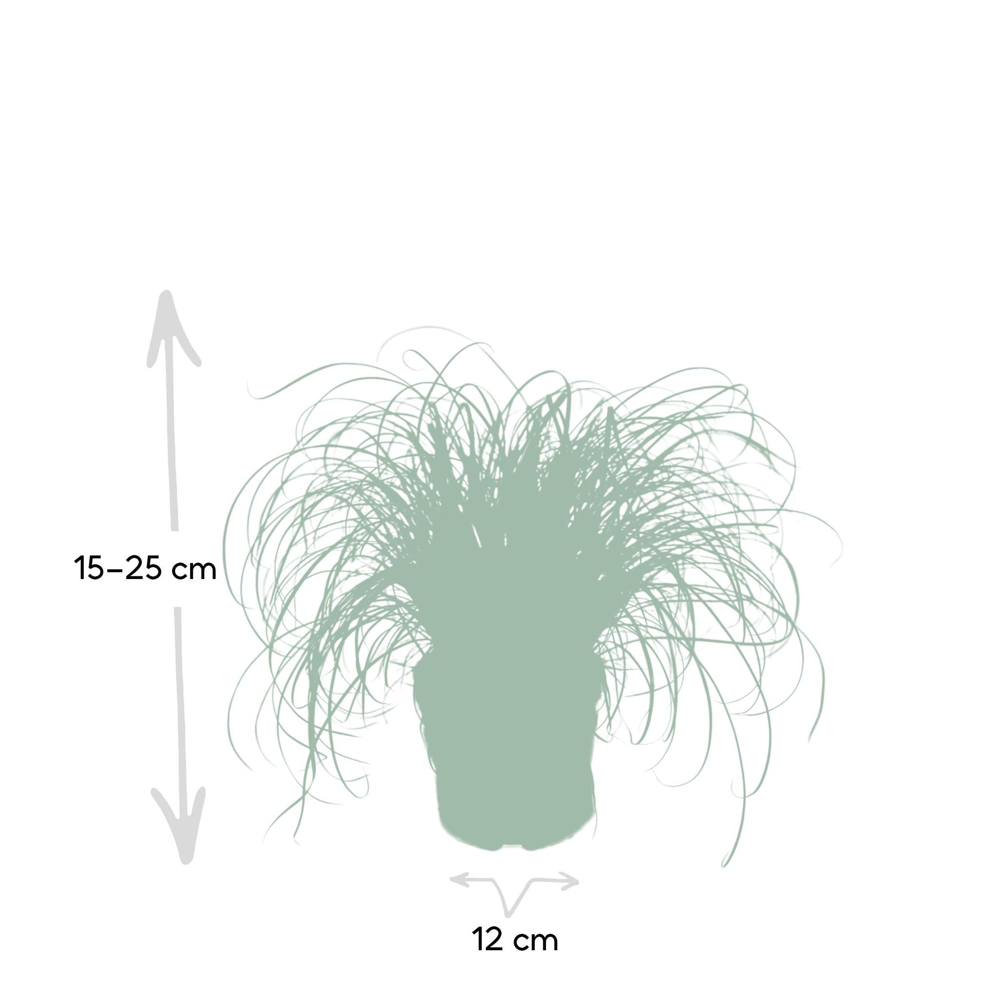 Katzengras - Cyperus Alternifolius - Ø12cm - ↕20cm