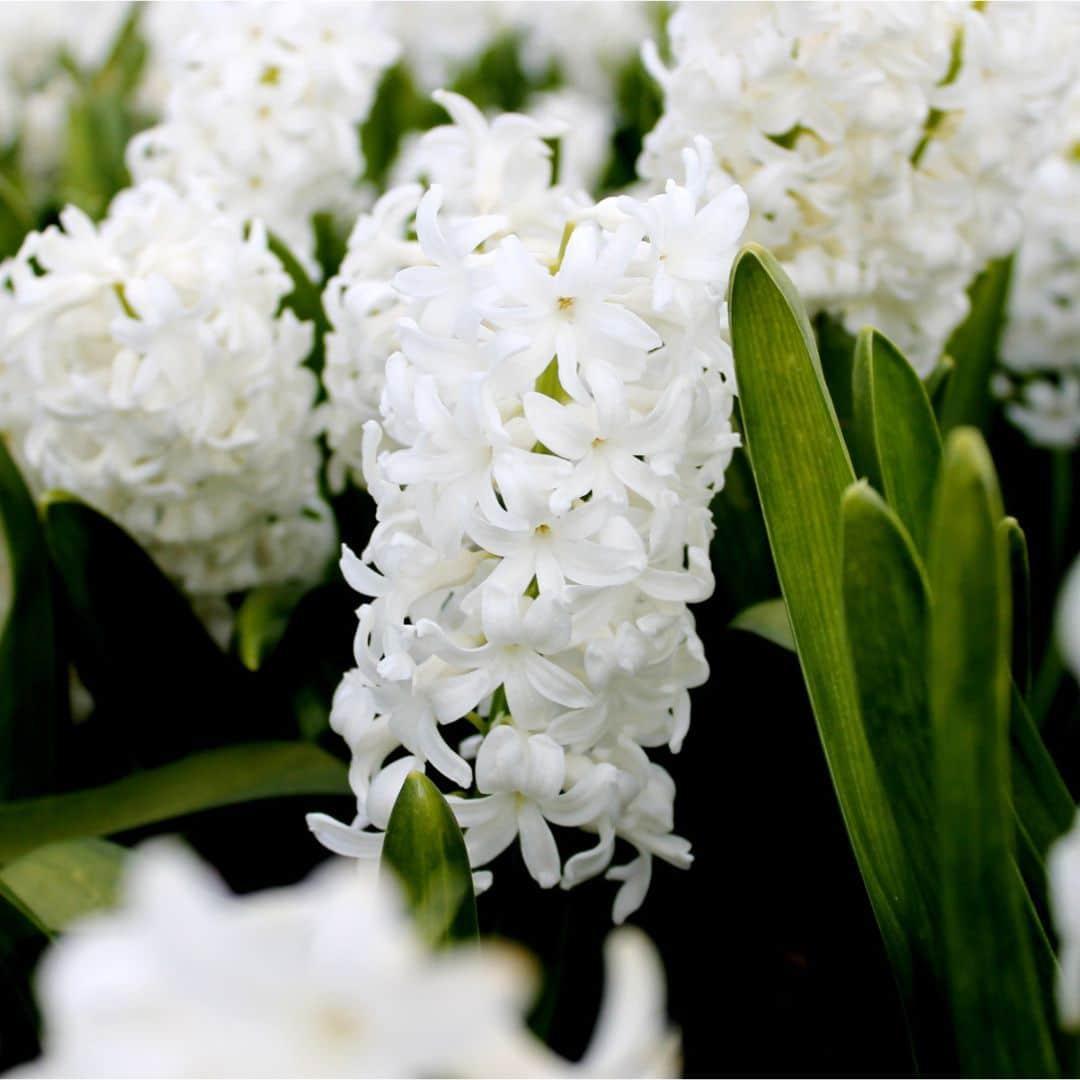 Frühlingsblumenzwiebeln Mix - Hyazinthen und Krokuse - Early Spring  30 Blumenzwiebeln