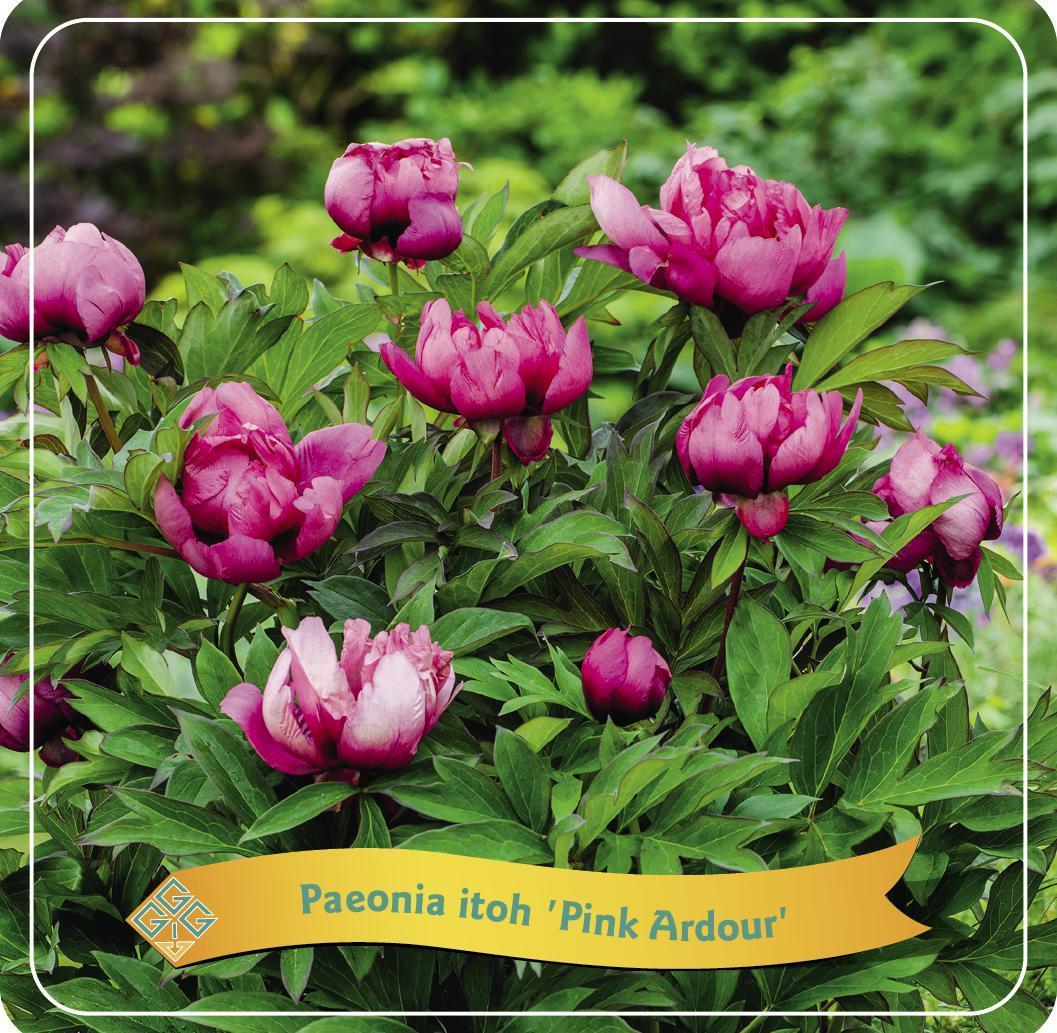 Paeonia Itoh 'Pink Ardor' C5 - Ø21cm - ↕35cm