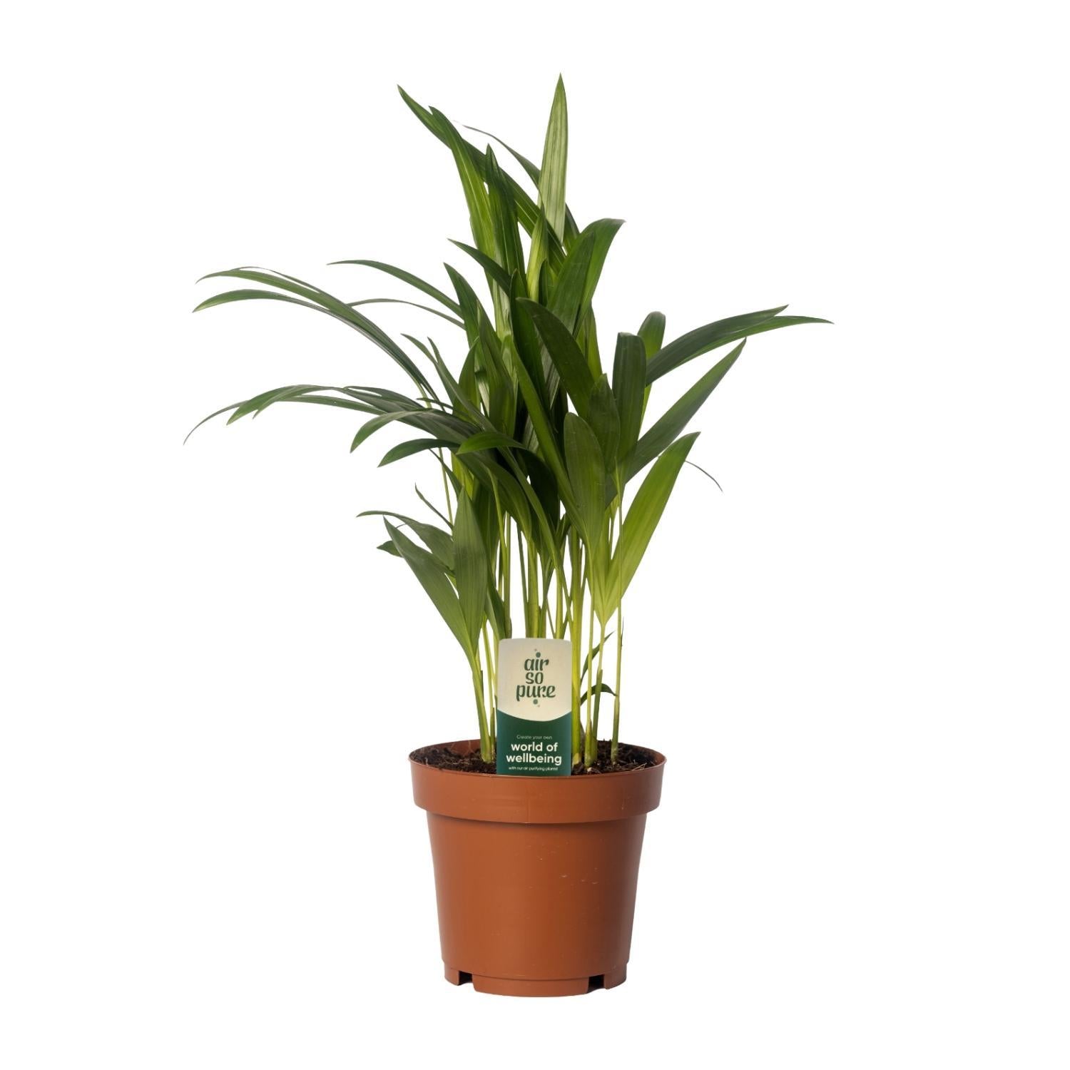 Arecapalme Dypsis Lutescens - Areca - Ø24cm - ↕120cm - Ø12 - ↨40cm