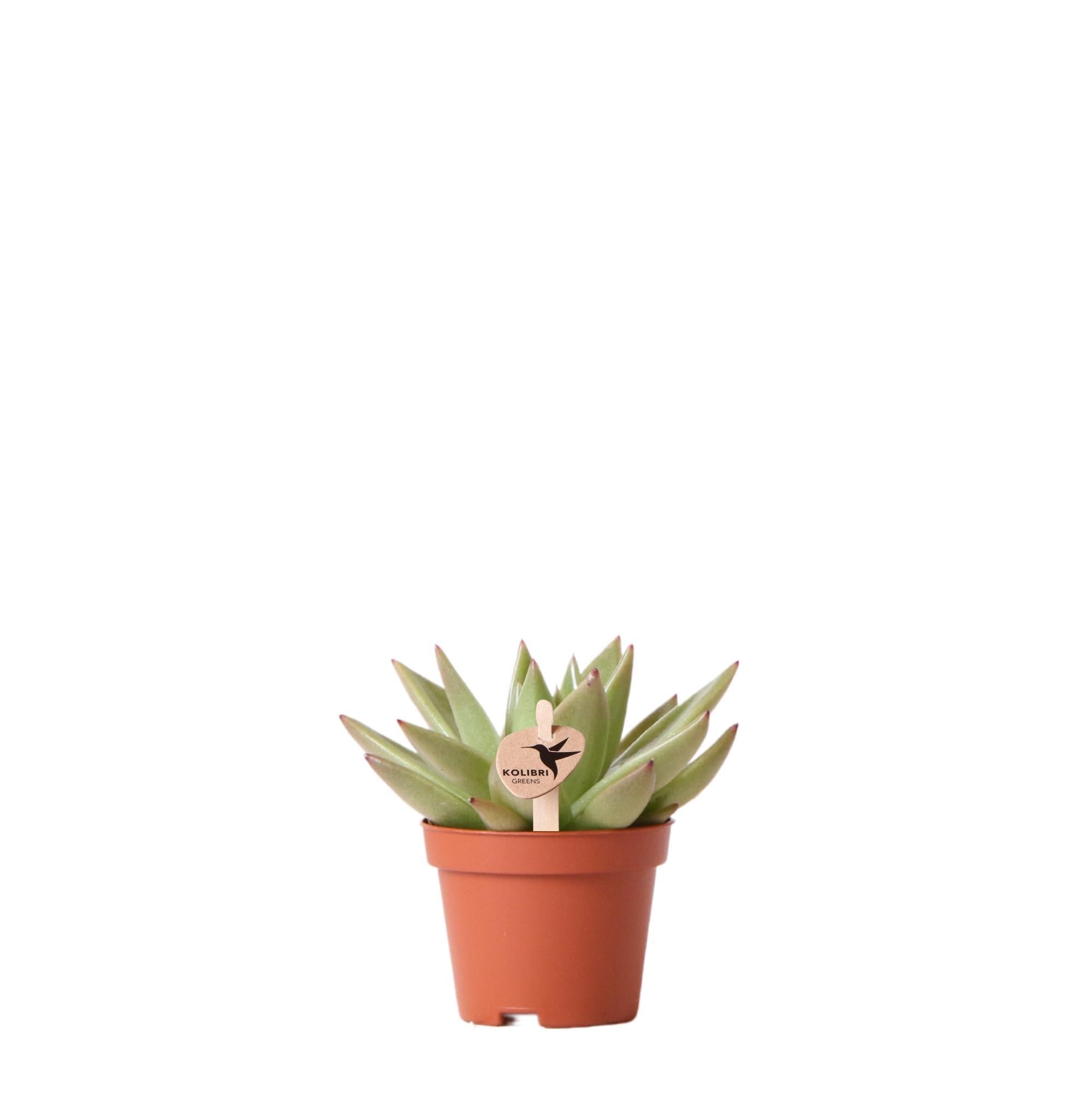 Echeveria Miranda - Ø6cm