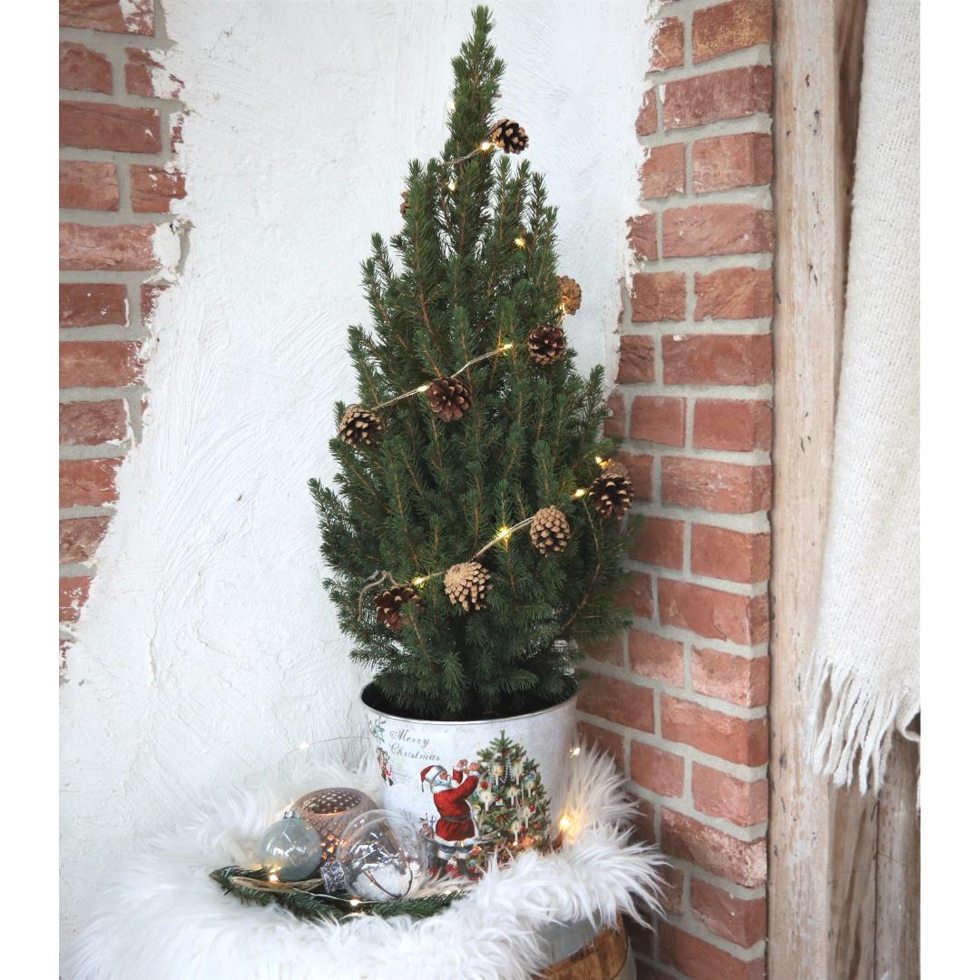 Kleiner Weihnachtsbaum in Weihnachten Topf - 70 cm - Picae Glauca Conica - inklusive Tannenzapfenbeleuchtung und Batterien