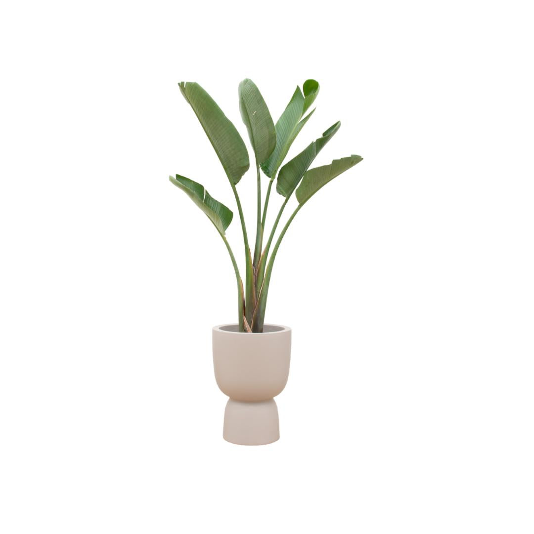 Strelitzia Augusta inclusief elho Pure Coupe Topf beige Ø41 - 210 cm