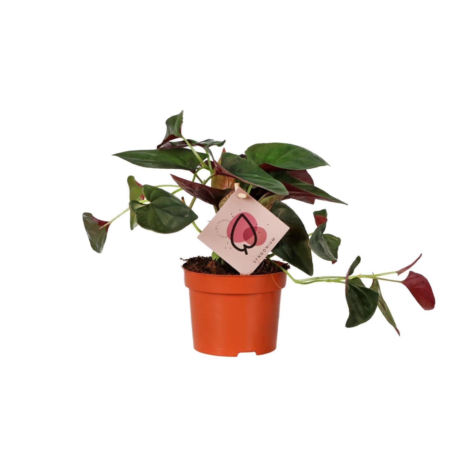 Syngonium Red Arrow - Ø12cm - ↕25cm