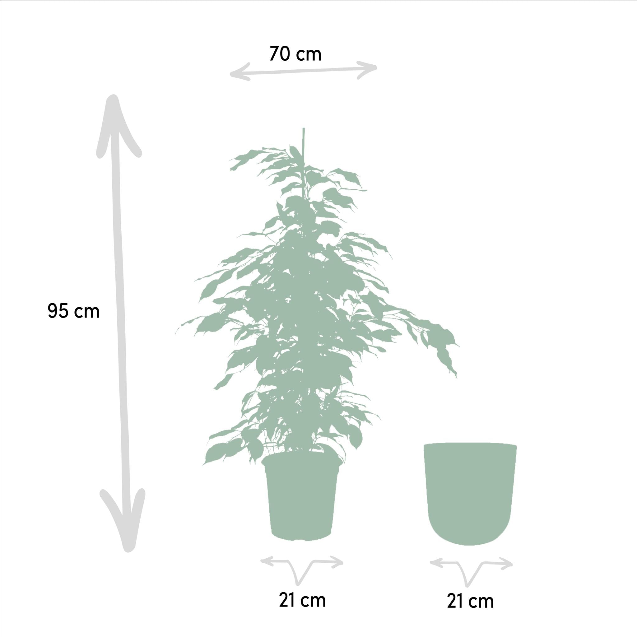 Birkenfeige - Ficus Benjamina Danielle - Ø21cm - ↕95cm + Topf Mayk Lead