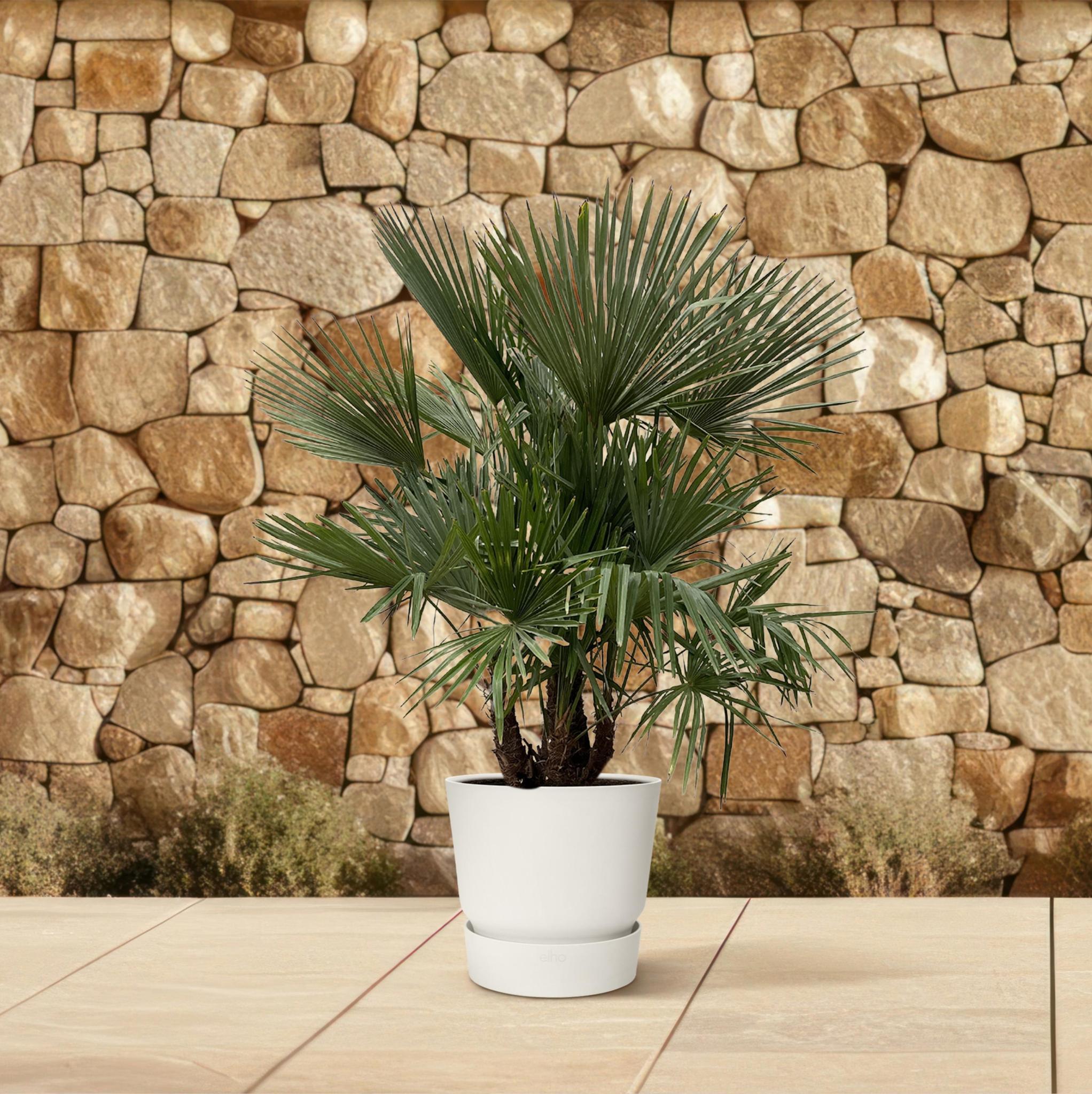 Trachycarpus meerstammig - 200cm - Ø45