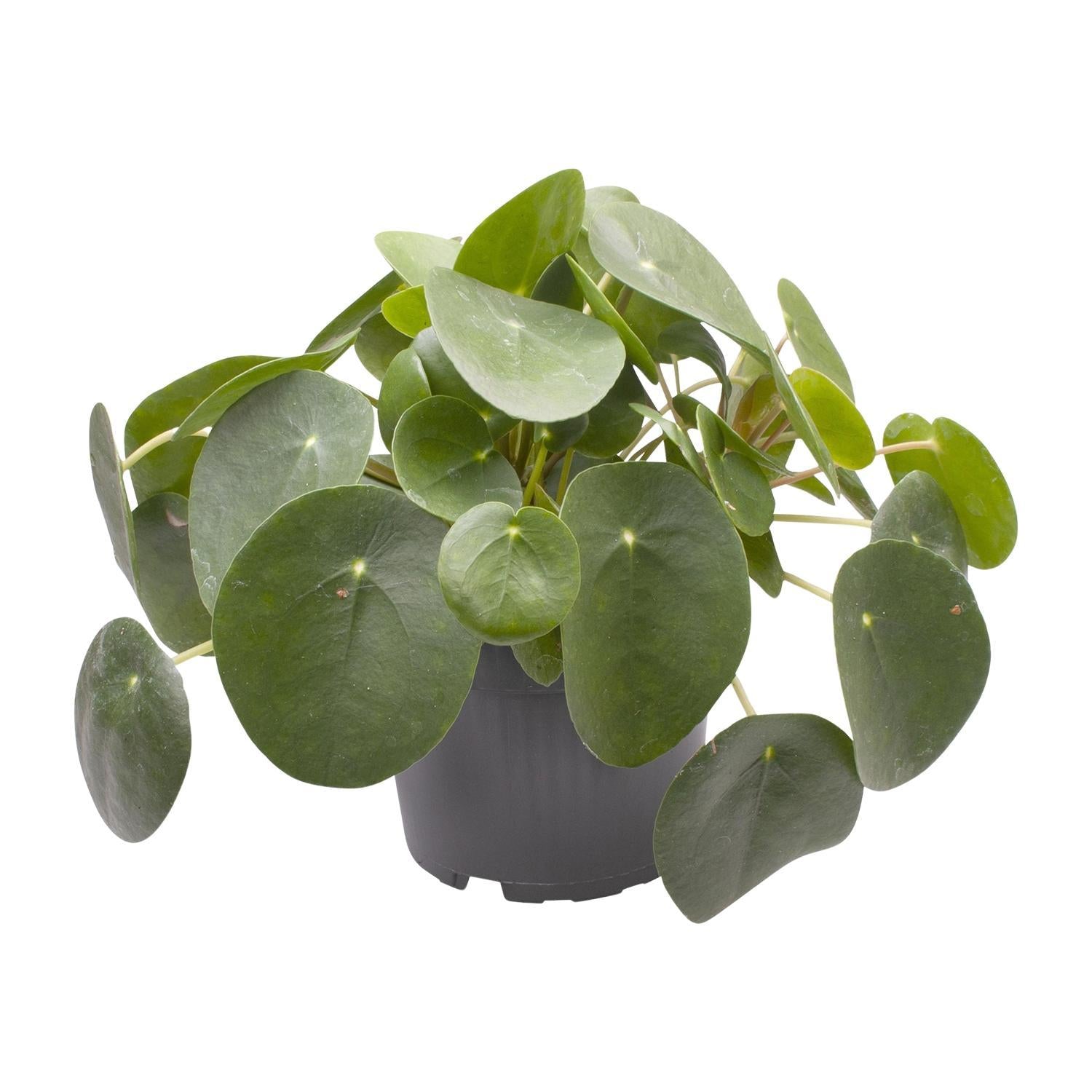 Pilea Peperomioides 12 Cm - Ø12cm - ↕20cm