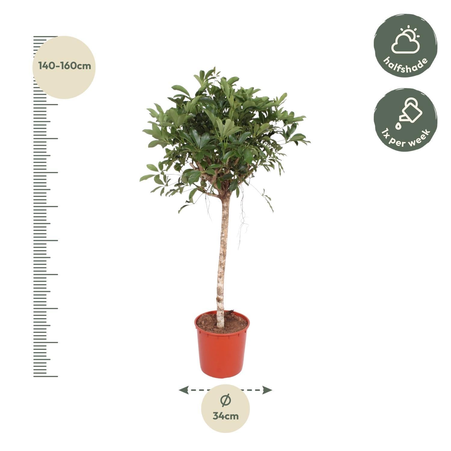 Schefflera Arboricola Compacta giek - 150 cm - ø34