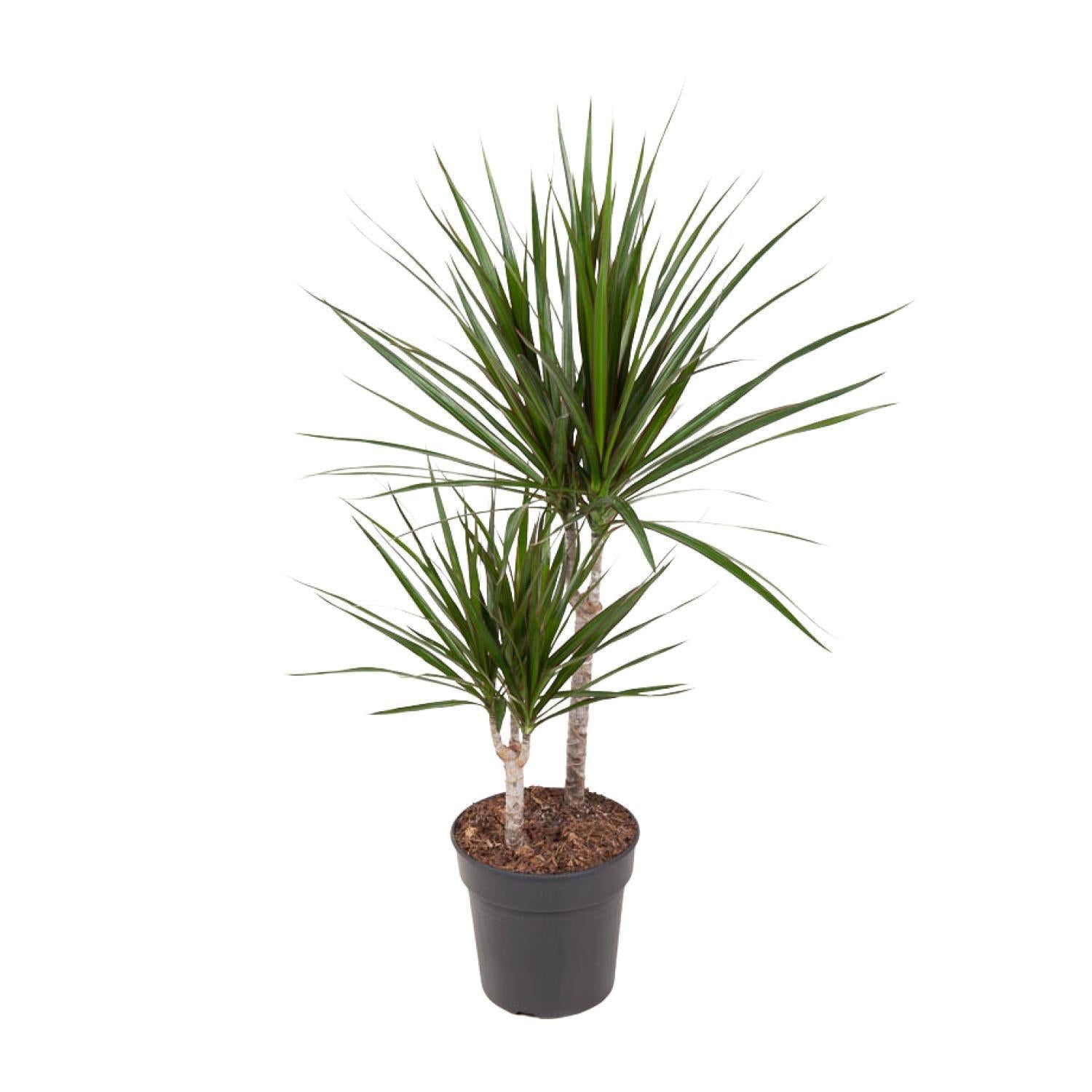 Drachenbaum Marginata - Dracaena Marginata - Ø19cm - ↕80cm