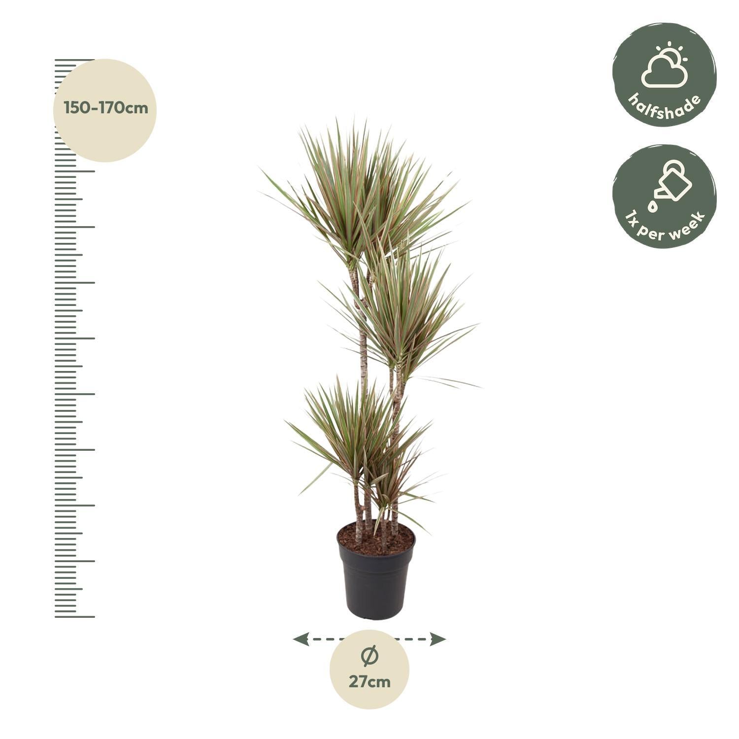 Drachenbaum Bicolor - Dracaena Bicolor - Drachenbaum  160 cm - ø27