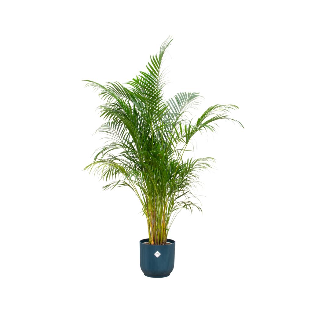 Arecapalme Dypsis lutescens inklusive elho Vibes Fold Round Topf blau Ø30 - 160 cm