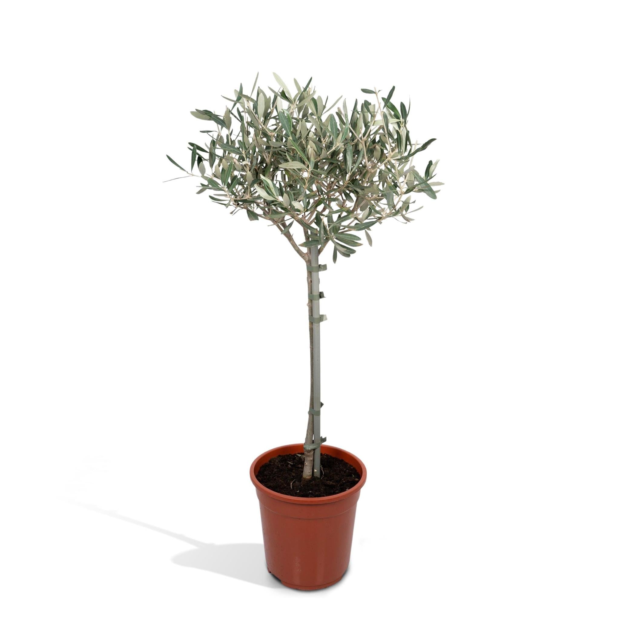 Olivenbaum - Olea - Ø19cm - ↕90cm