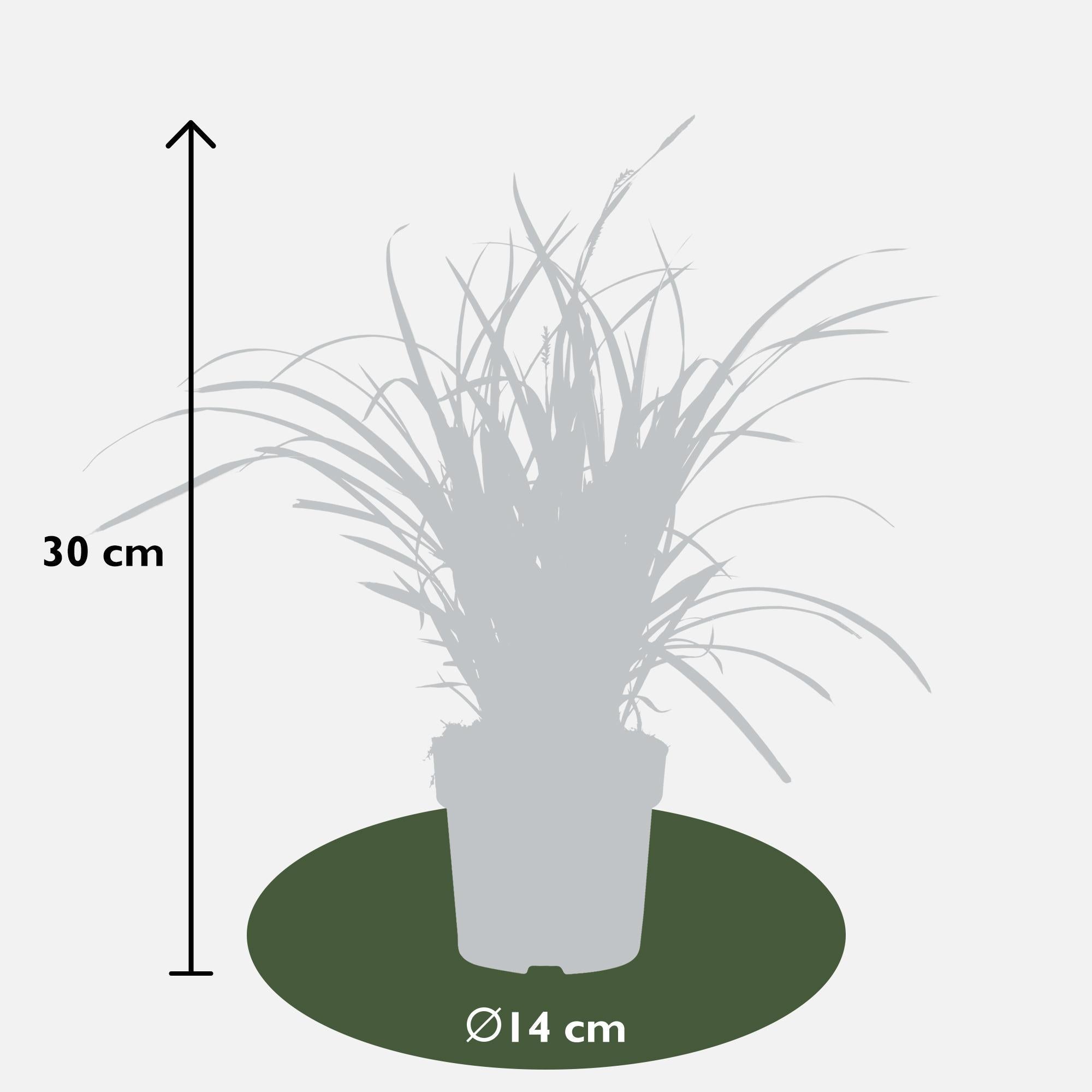 Ziergras - Carex morrowii 'Ice Dance' - ↨30cm - Ø14    3 Stück