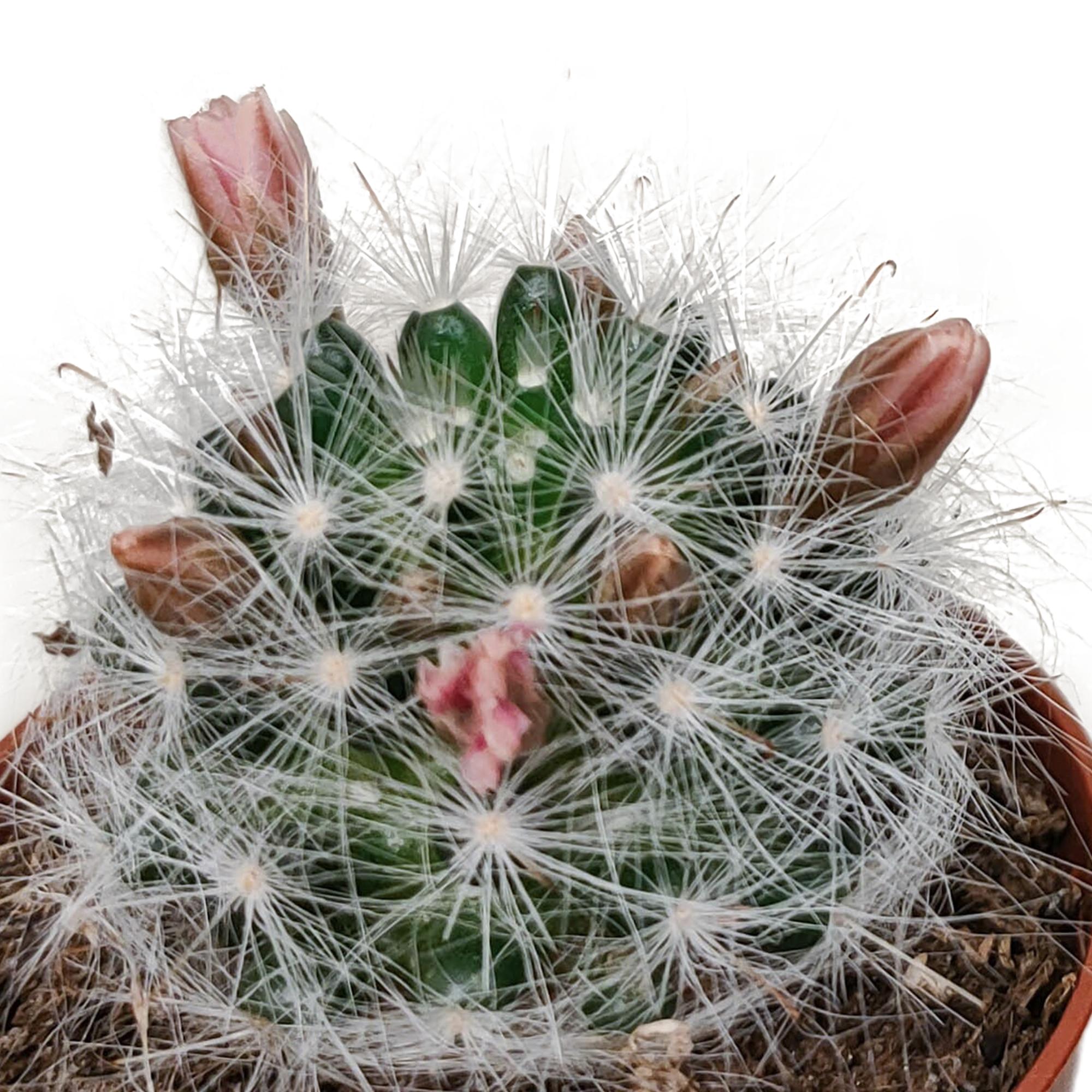 Cactusmix 5,5 cm - zonder pot bloeiend - 5x