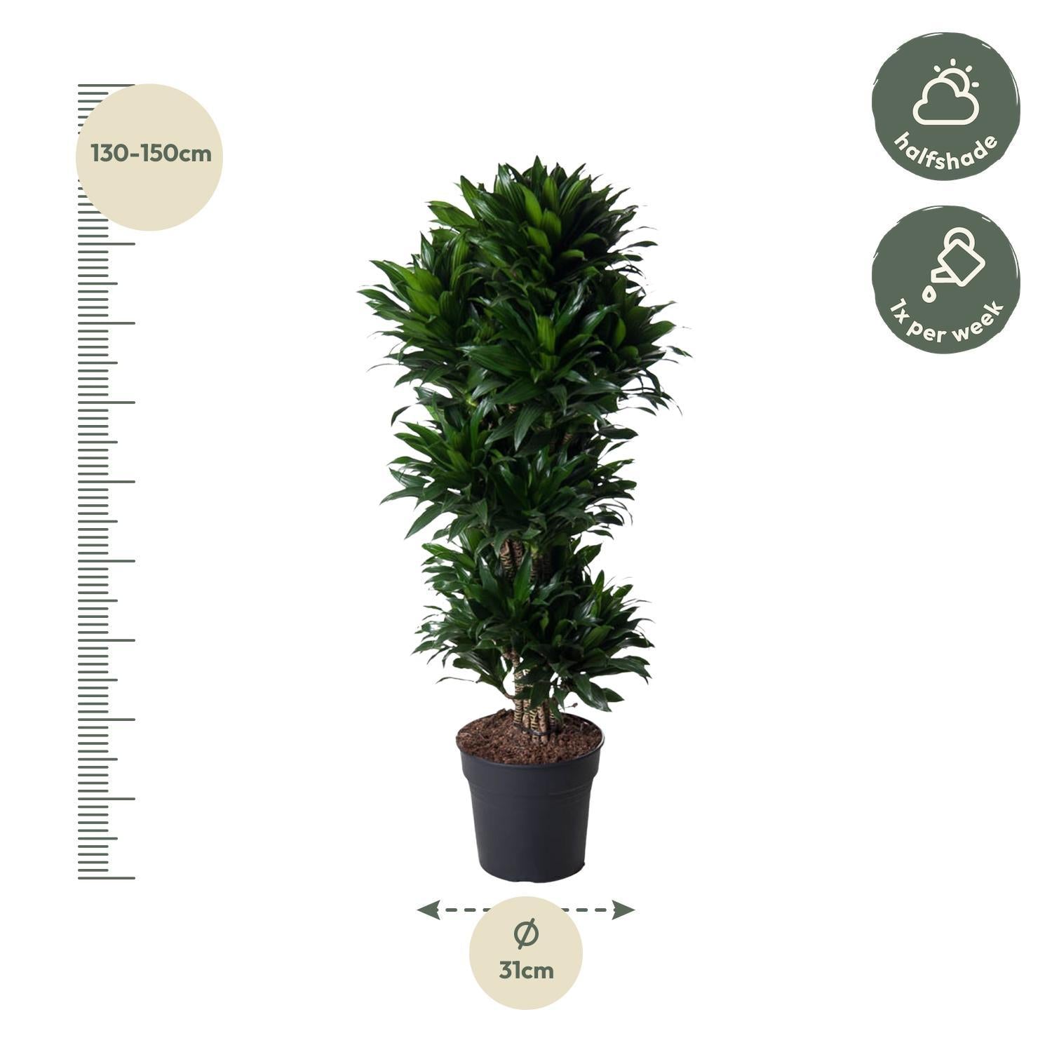 Drachenbaum Janet Craig Compacta - Dracaena Janet Craig Compacta - 140 cm - ø31