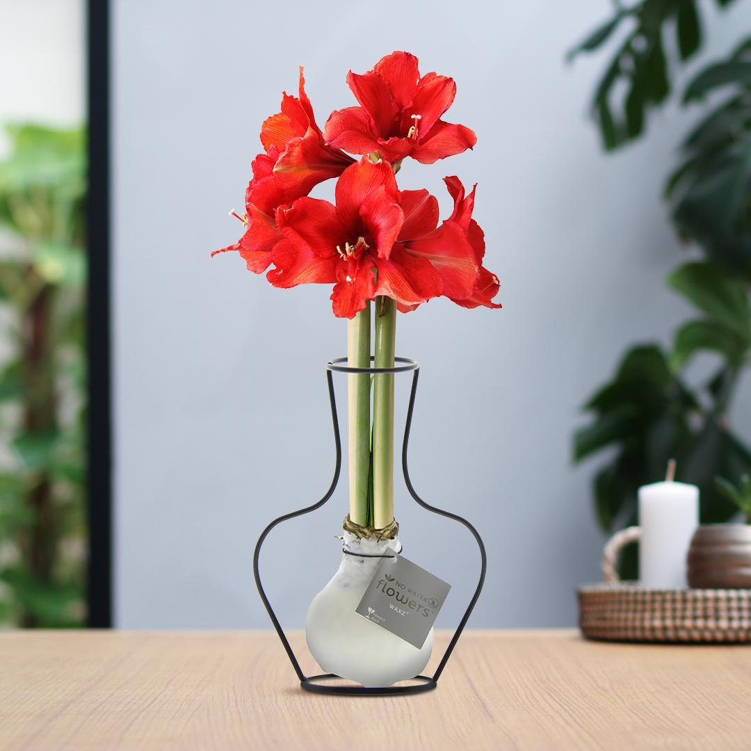 No Water Flowers® (wax amaryllis) | Formz Classic - White + Red flower