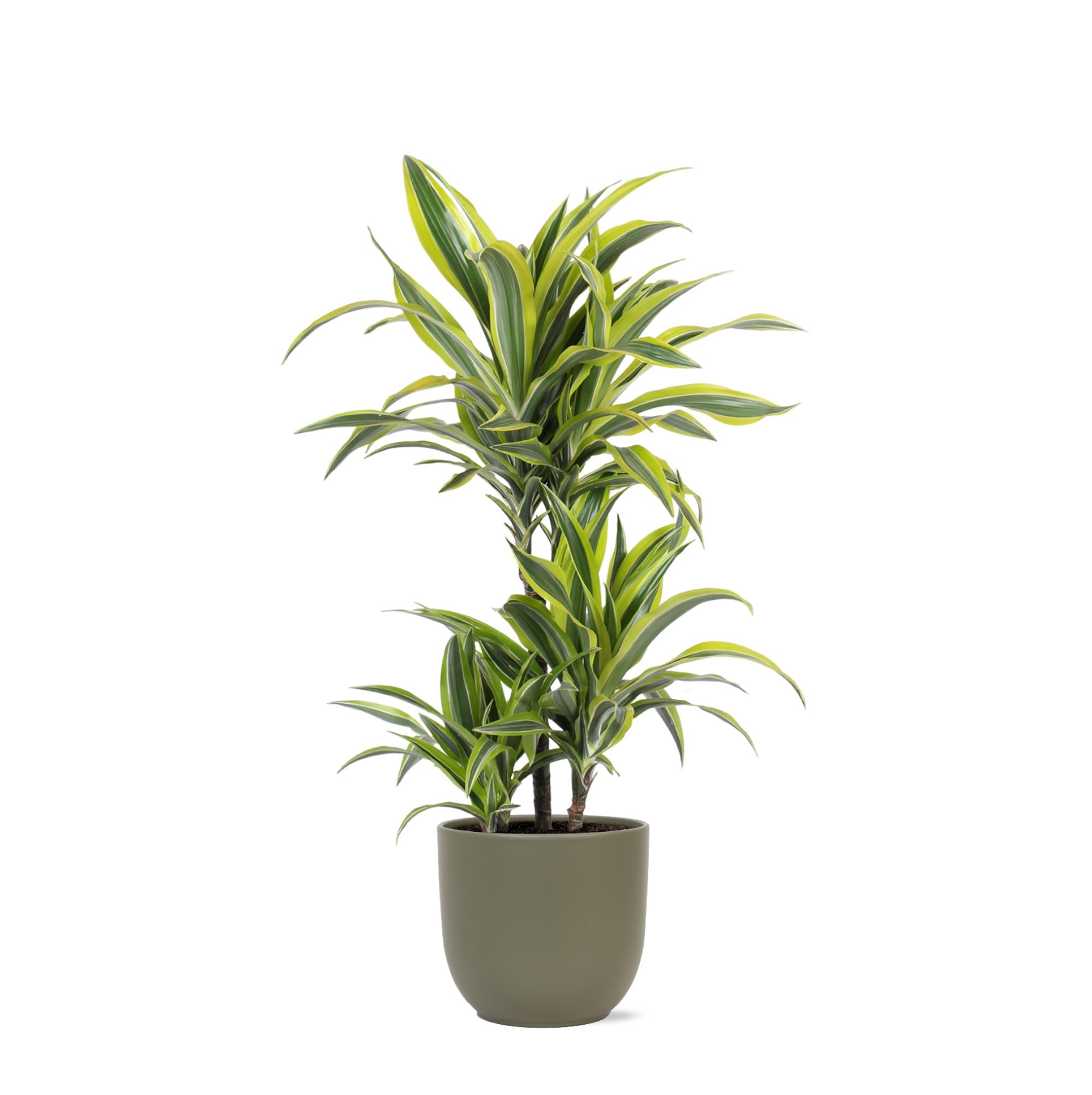 Drachenbaum Lemon Lime - Dracaena Lemon Lime Ø21cm - ↕65cm in Boule Topf Olive