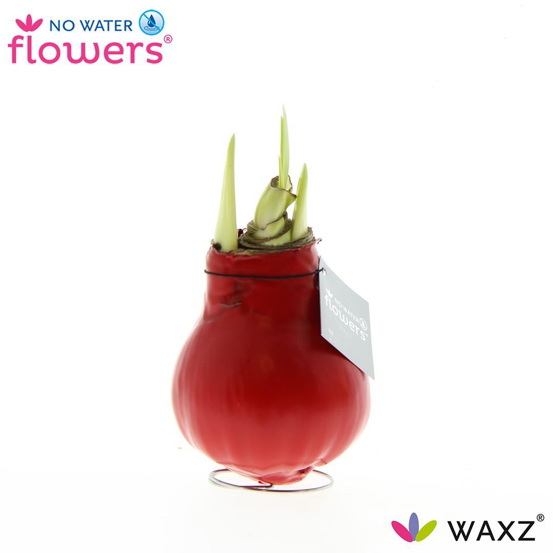 No Water Flowers Waxz® Red - ↕15cm