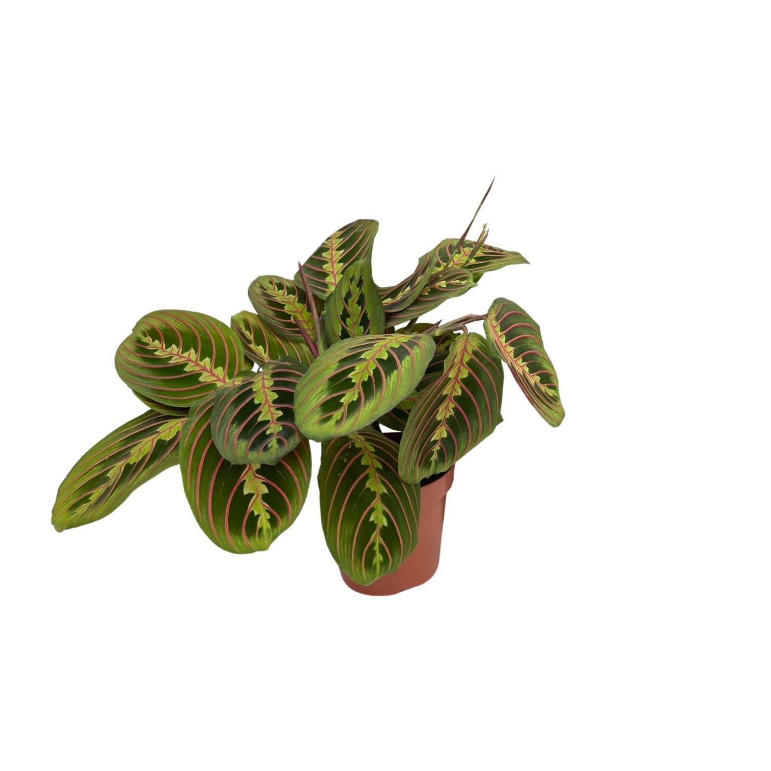 Maranta Tovenaar (Pijlwortel) - Ø12cm - ↕20cm