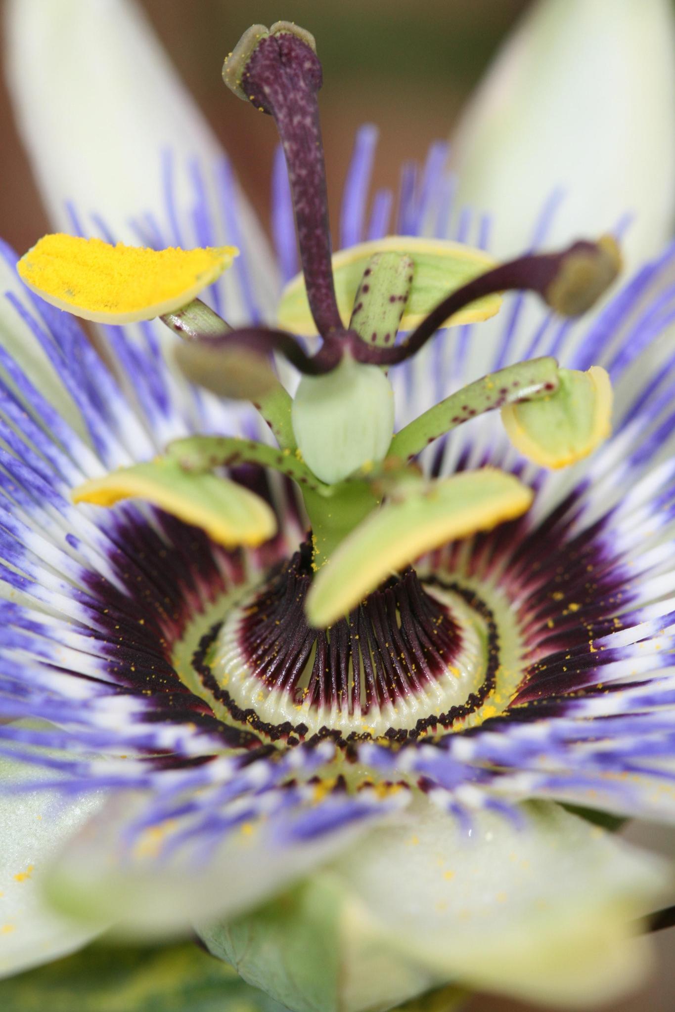 Passiflora caerulea - Passionsblume Blau