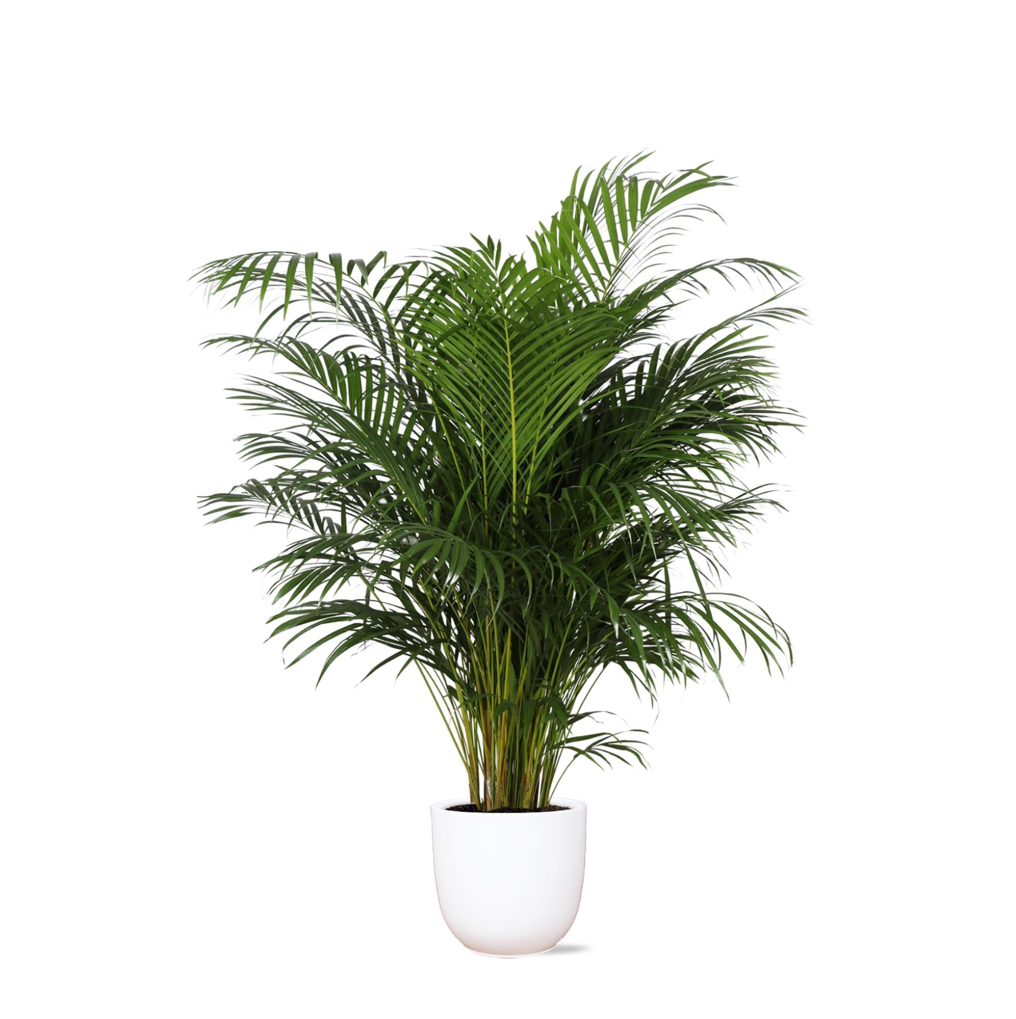 Arecapalme Dypsis Lutescens  Ø27cm ↕160cm in Boule Weisser Topf