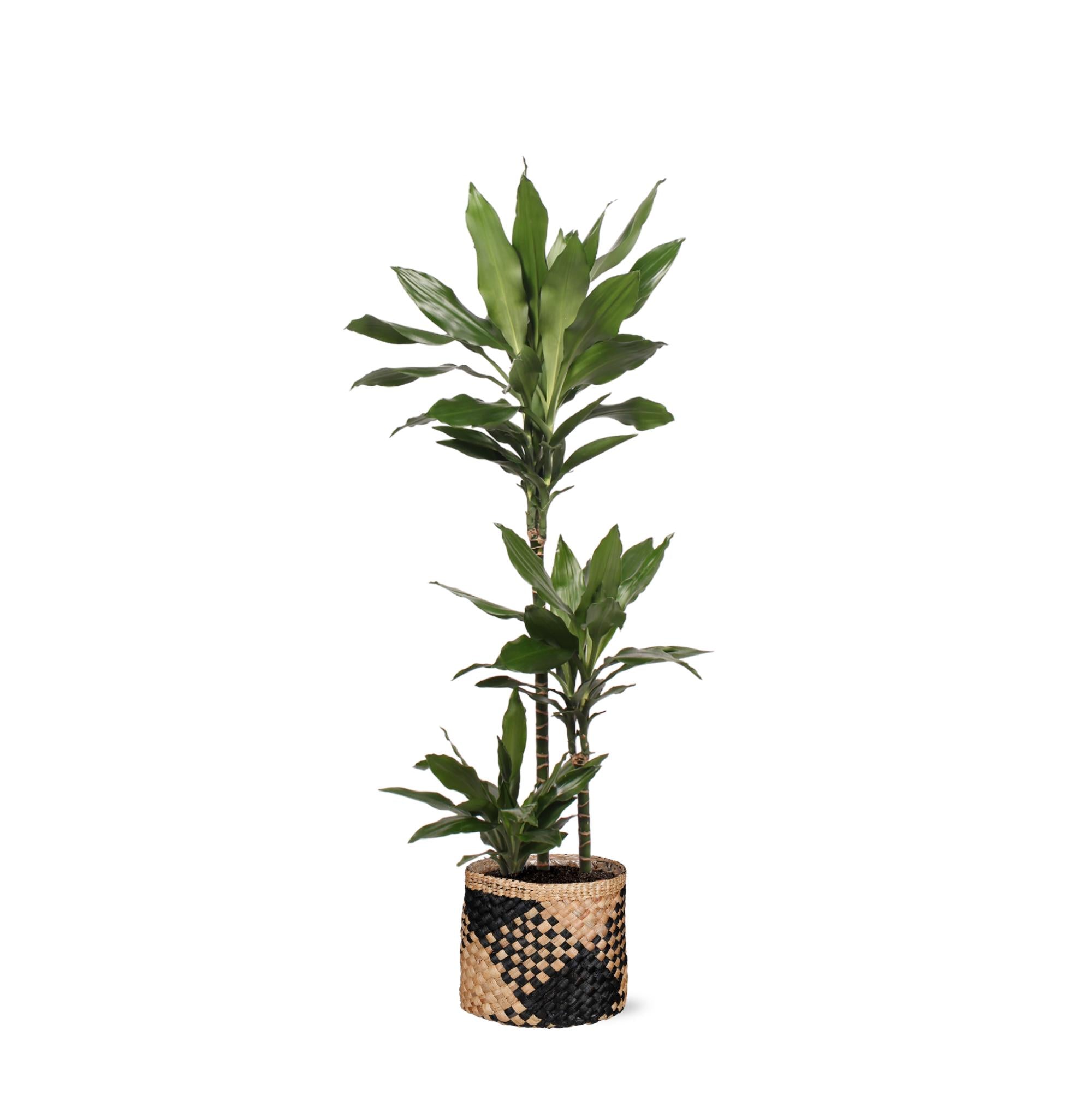 Drachenbaum Janet Lind - Dracaena Janet Lind Ø24cm ↕120cm im Albury Schwarzen Druckkorb