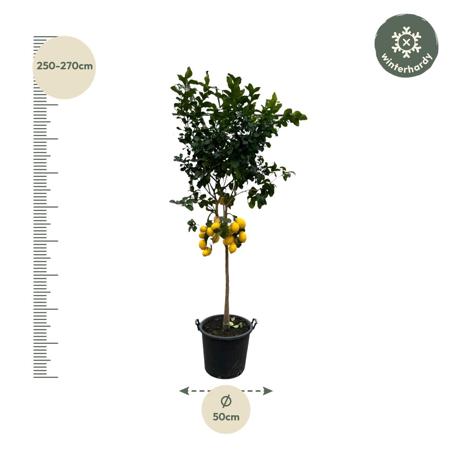 Zitronenbaum - Citrus Lemon - 260 cm - Ø50cm