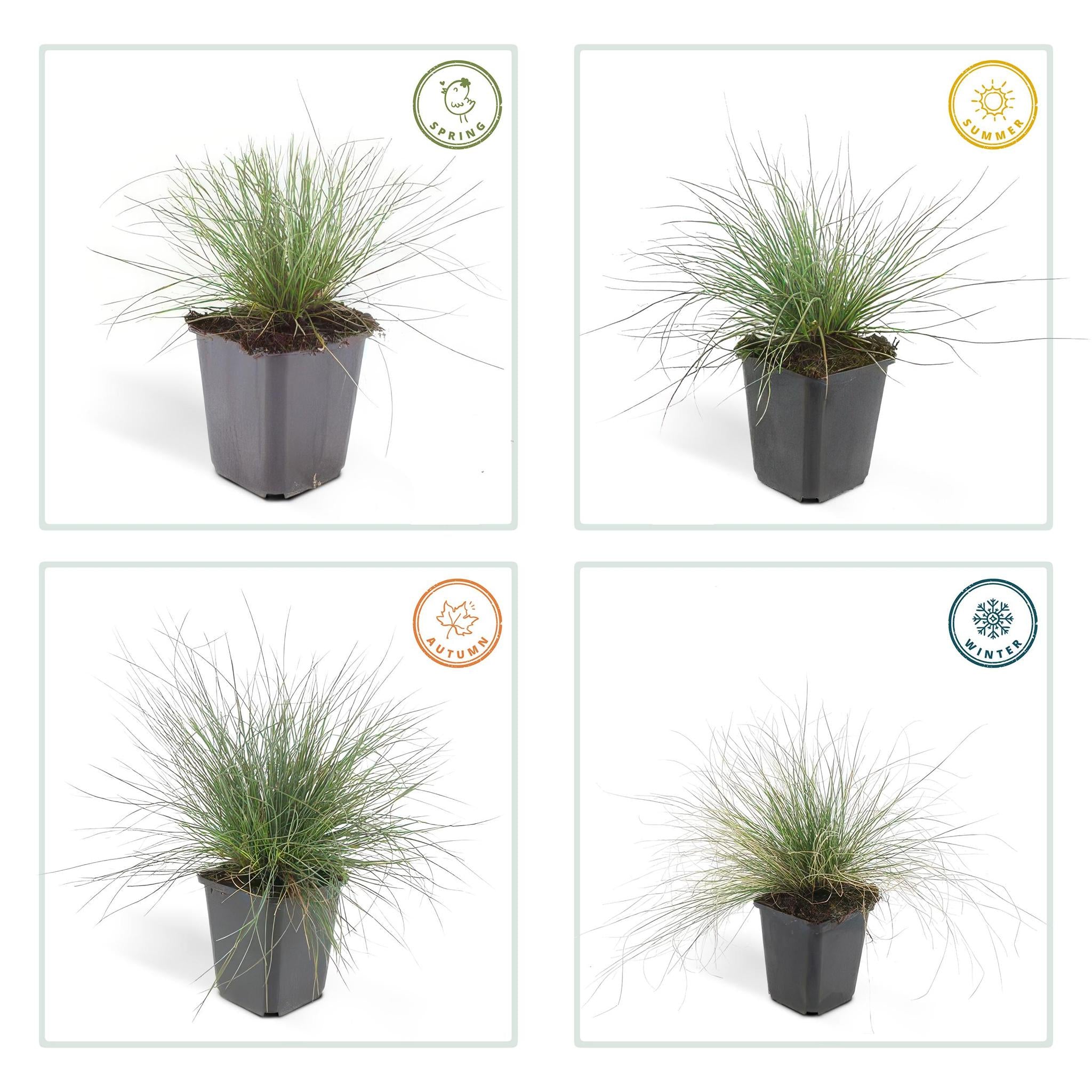 Ziergras - Festuca glauca 'Elijah Bleu' - ↕10-25cm - Ø9cm  - 20 Stück