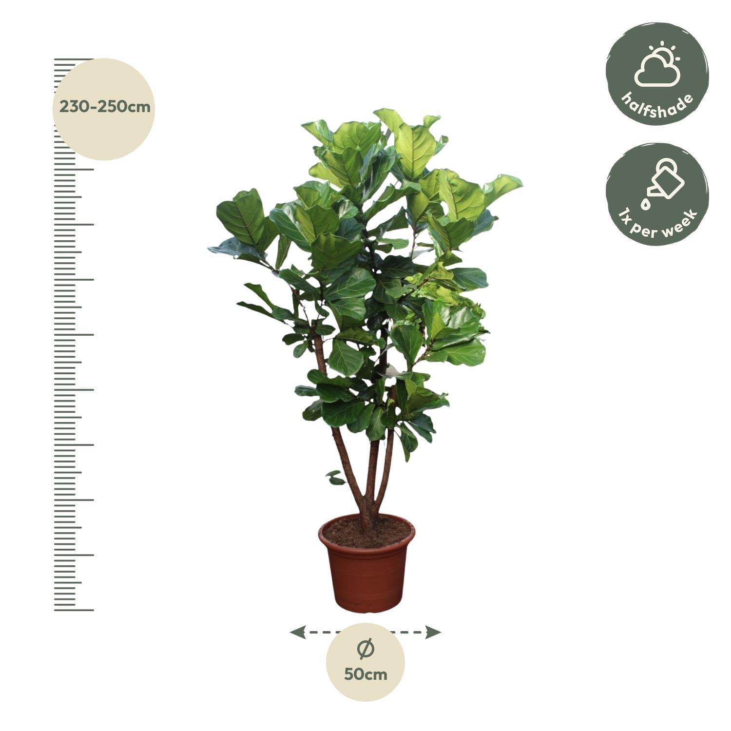 Geigenfeige - Ficus Lyrata - 240 cm - ø50