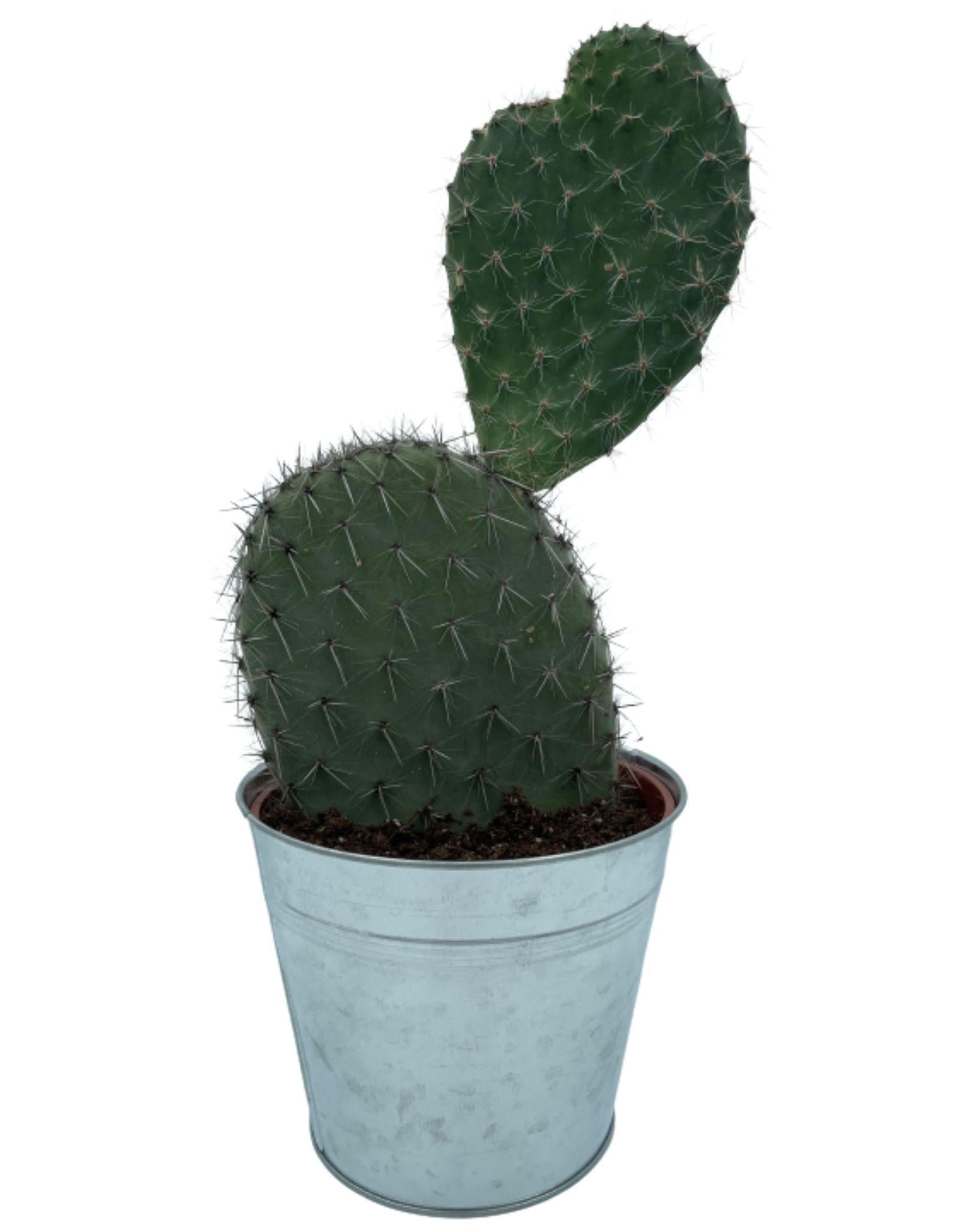 Feigenkaktus - Opuntia Vijgcactus- 17cmØ- 30-40cm Höhe im Zink Topf