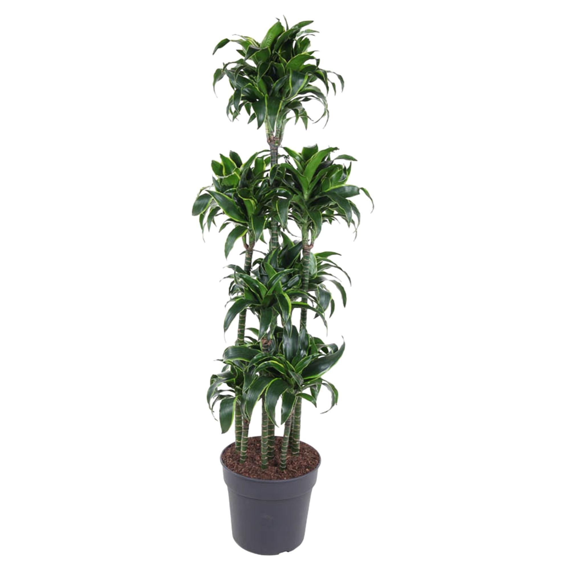 Drachenbaum Dorado - Dracaena Dorado Carrousel - 170 cm - ø34