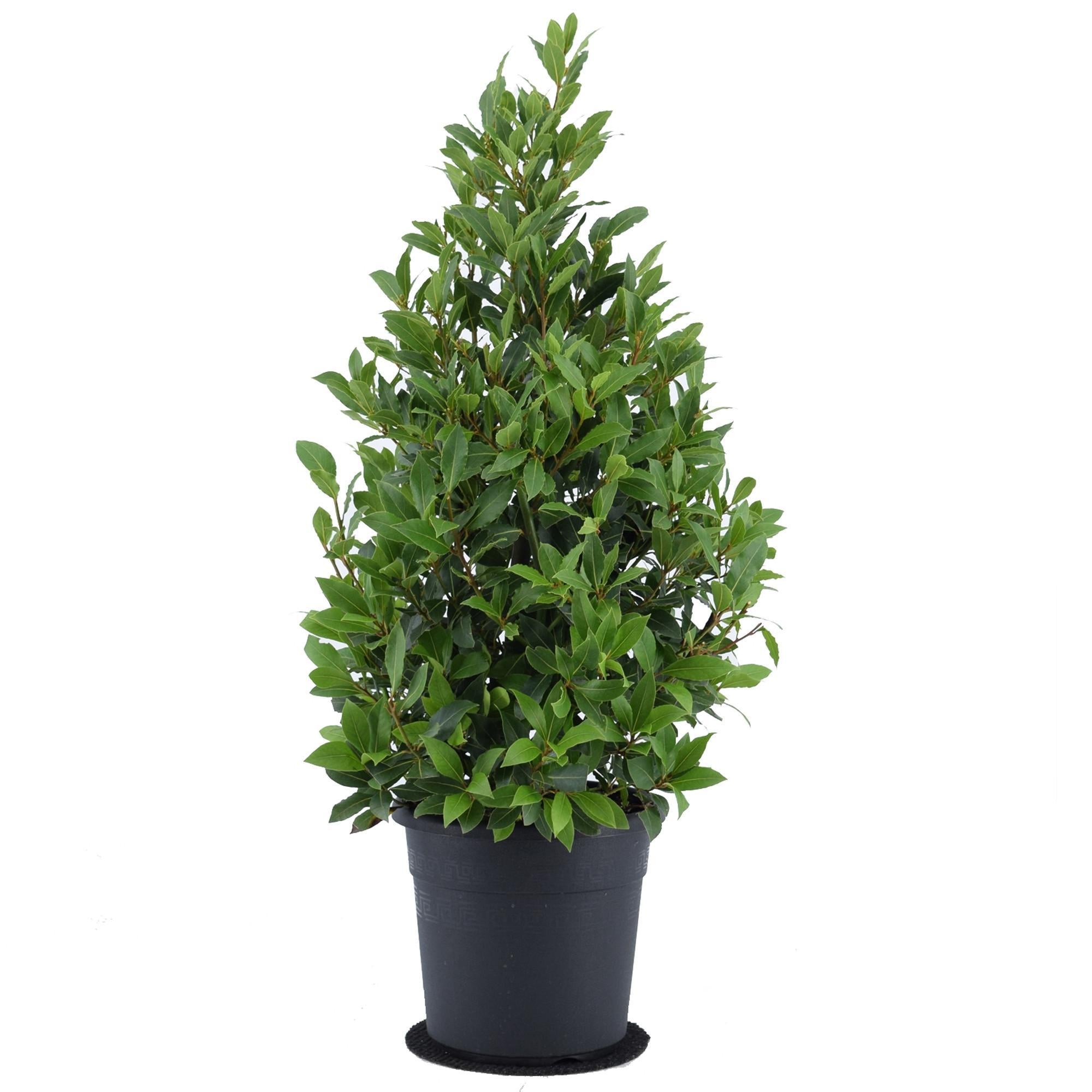 Lorbeerstrauch - Laurus Nobilis - Ø25 ↕90