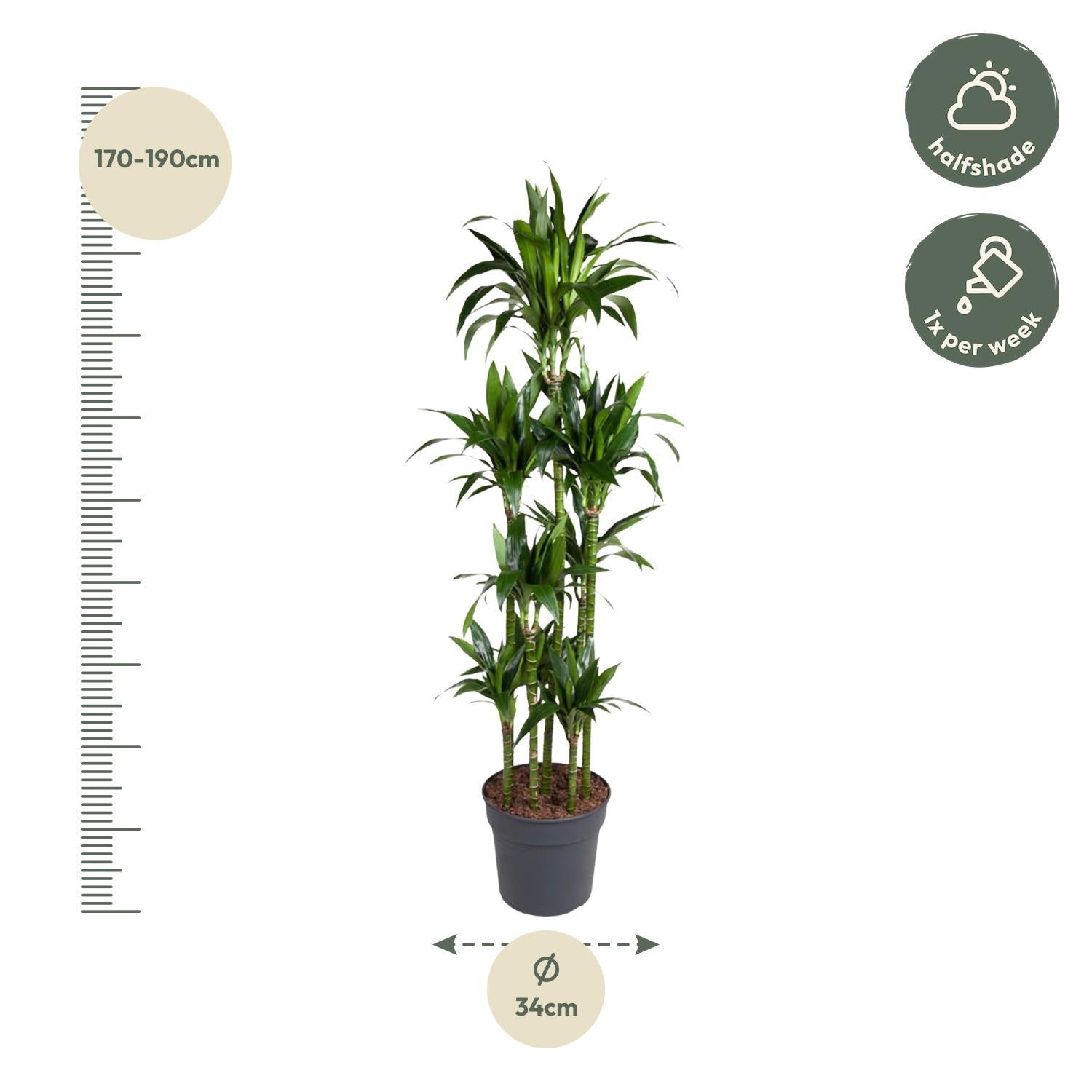 Drachenbaum Janet Craig - Dracaena Janet Craig Carrousel - 180 cm - ø34